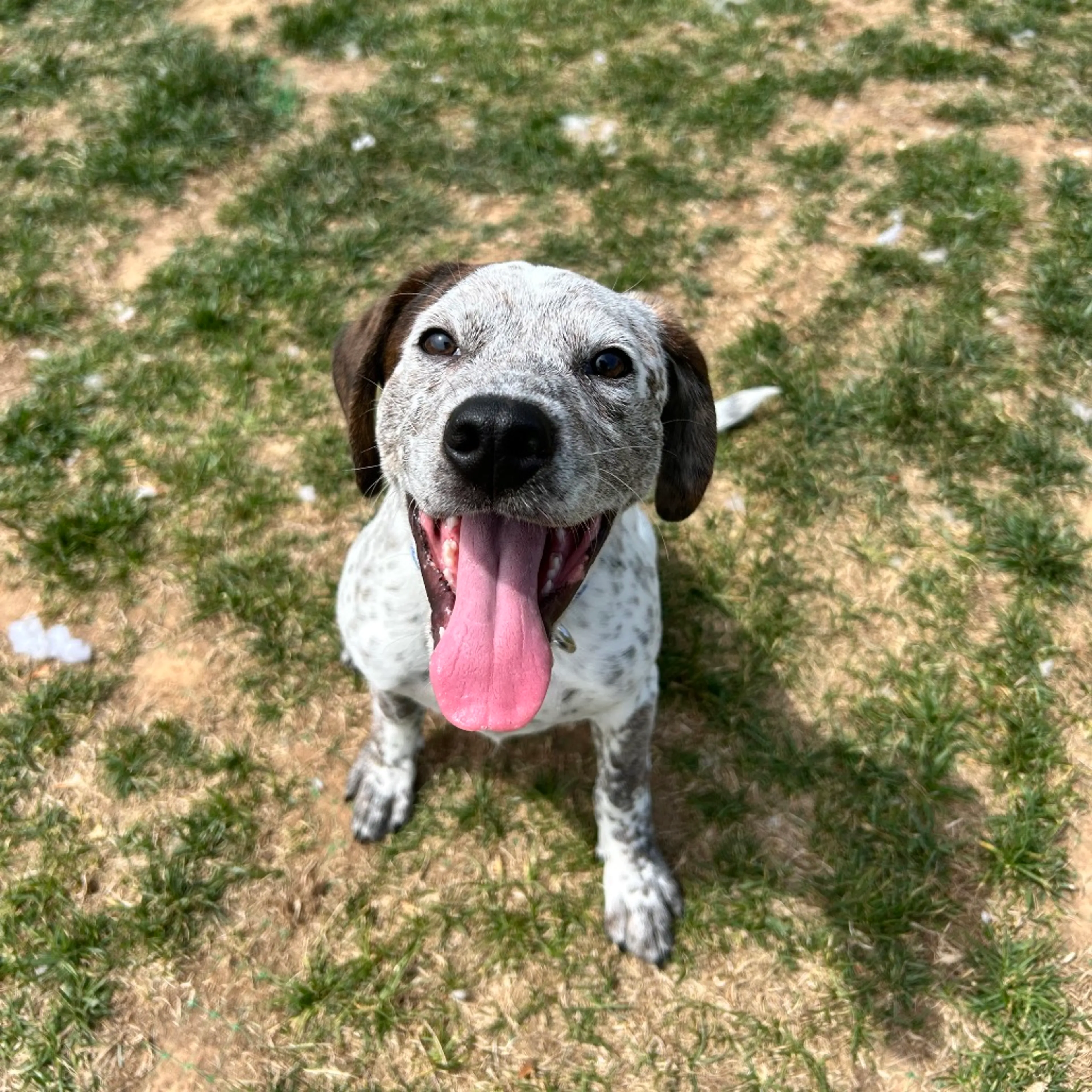 Found pet-1