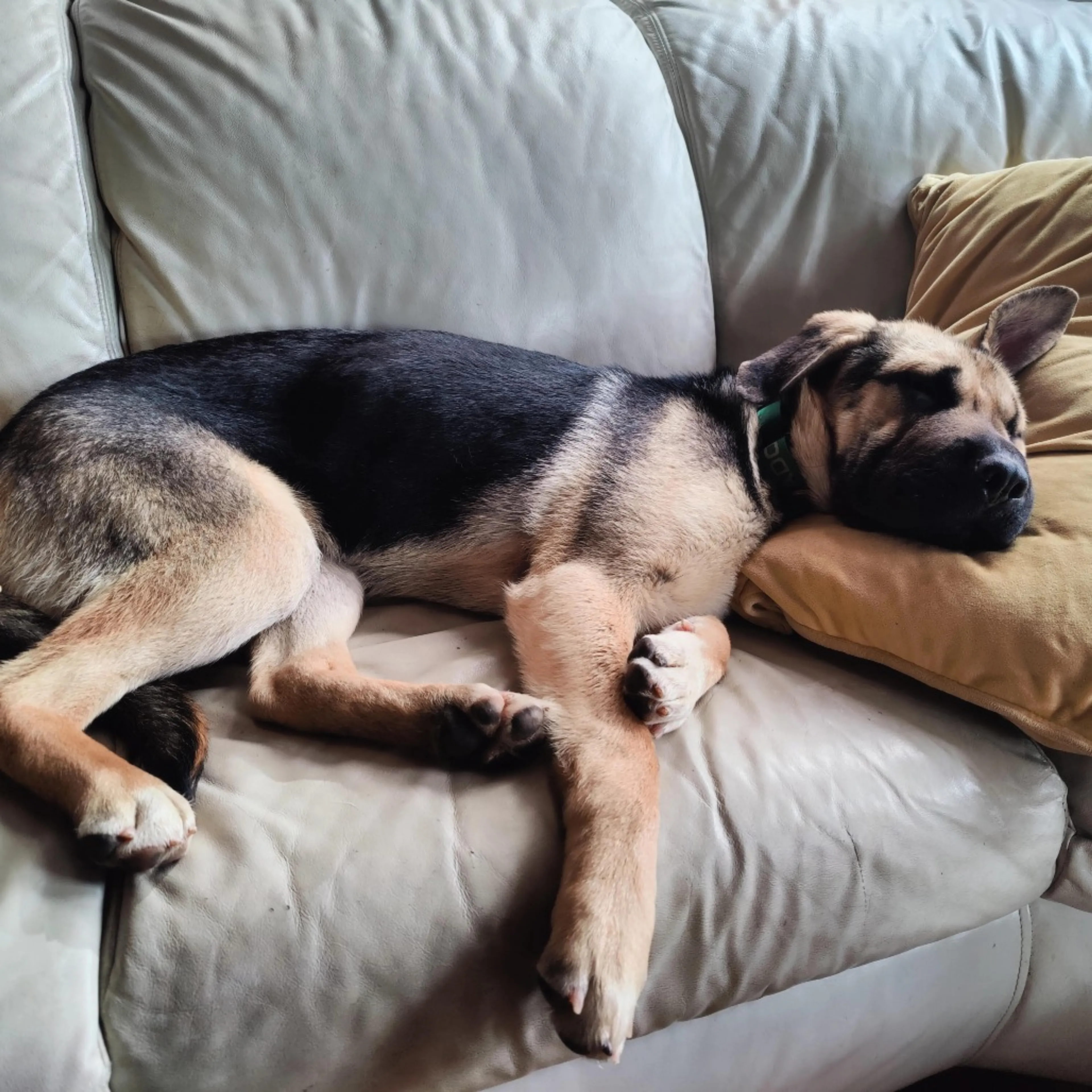 Found pet-5