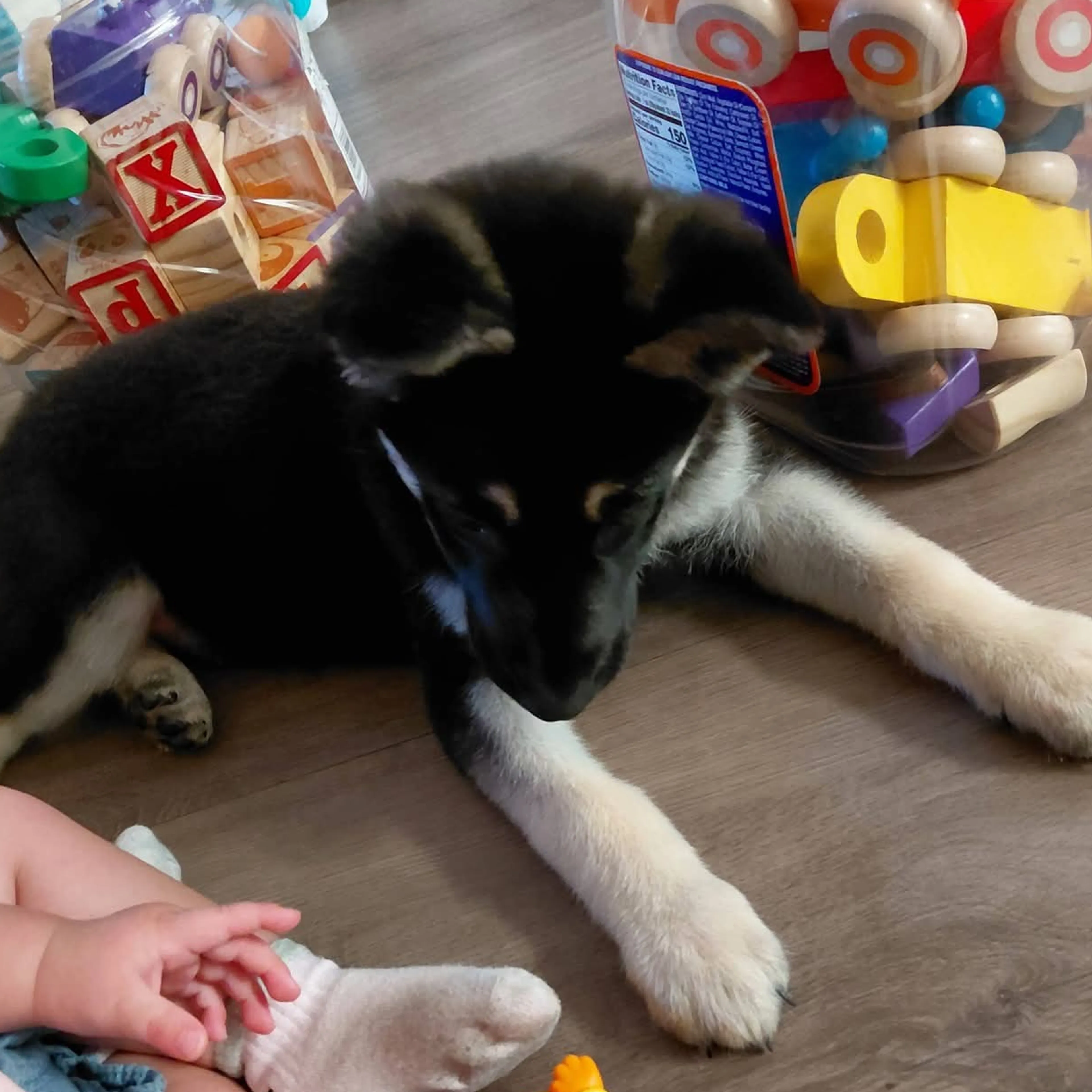 Lost pet-1