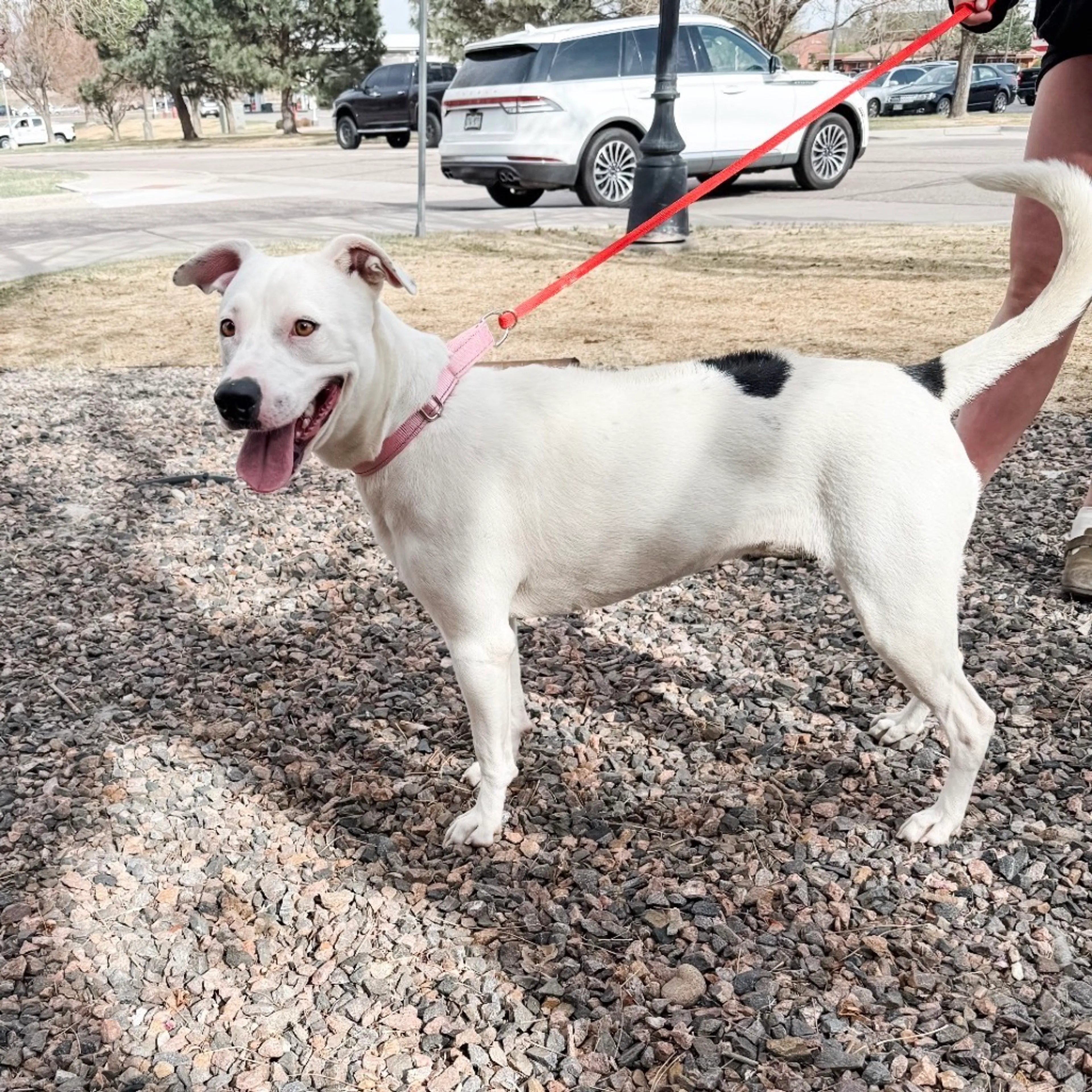Found pet-4