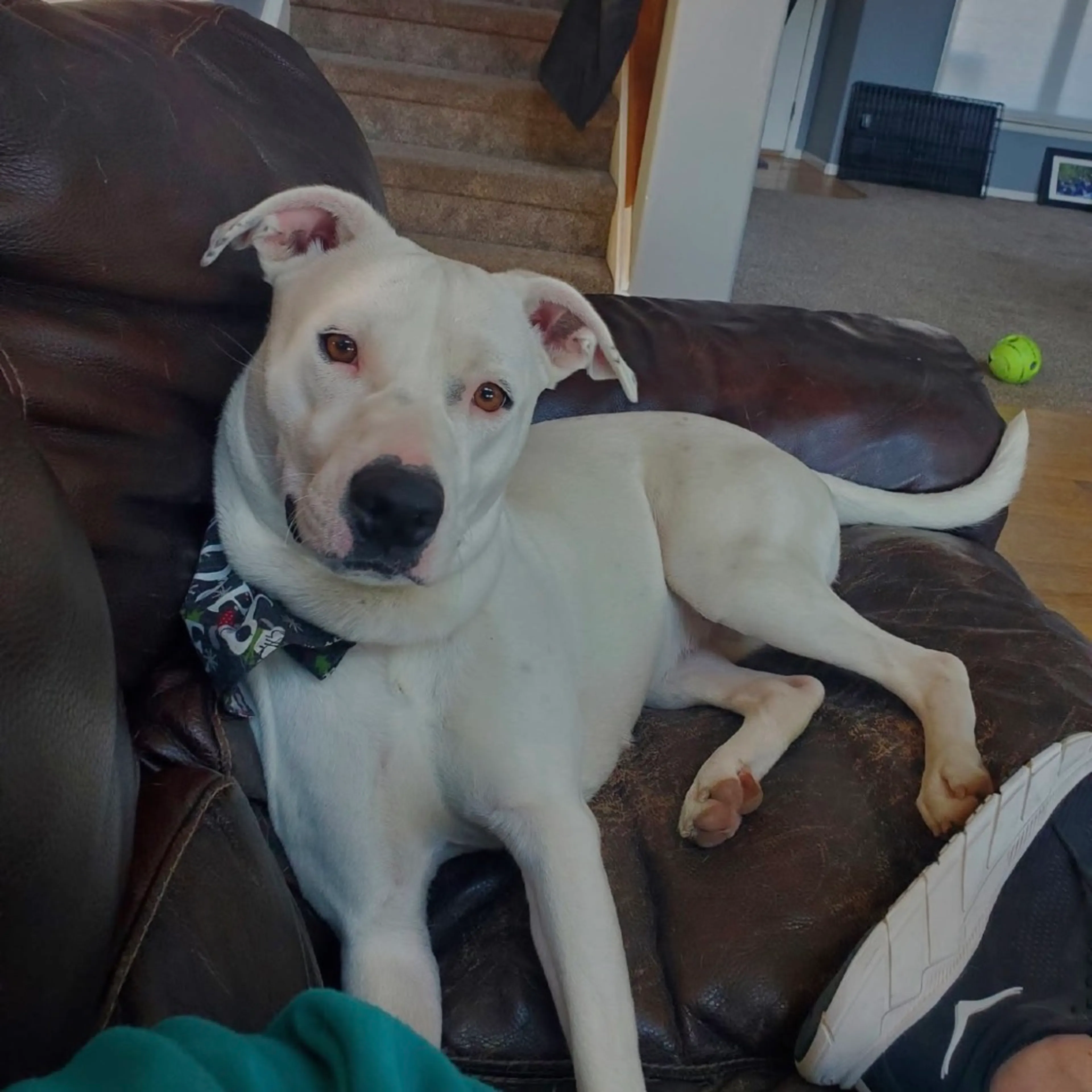 Found pet-0
