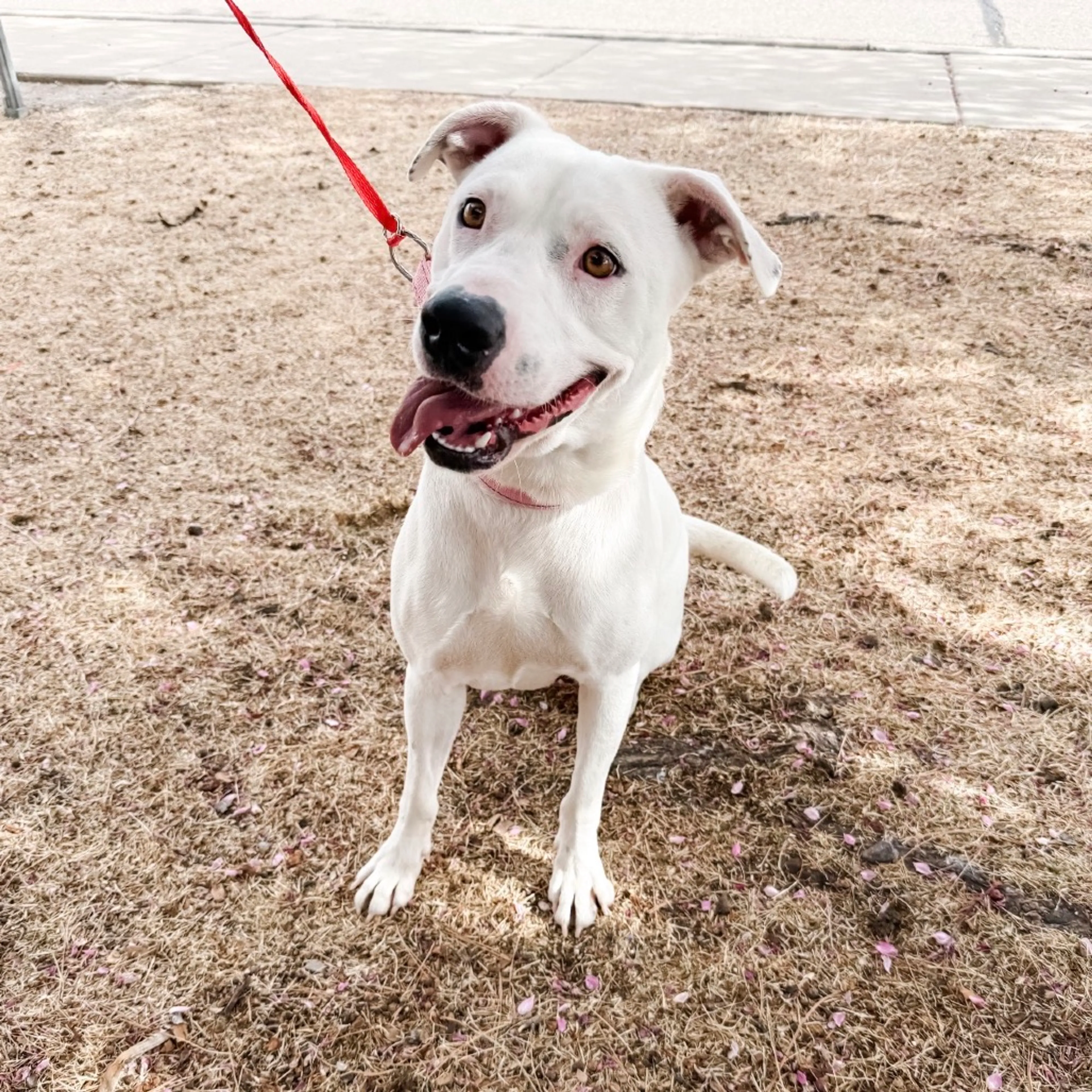 Found pet-3