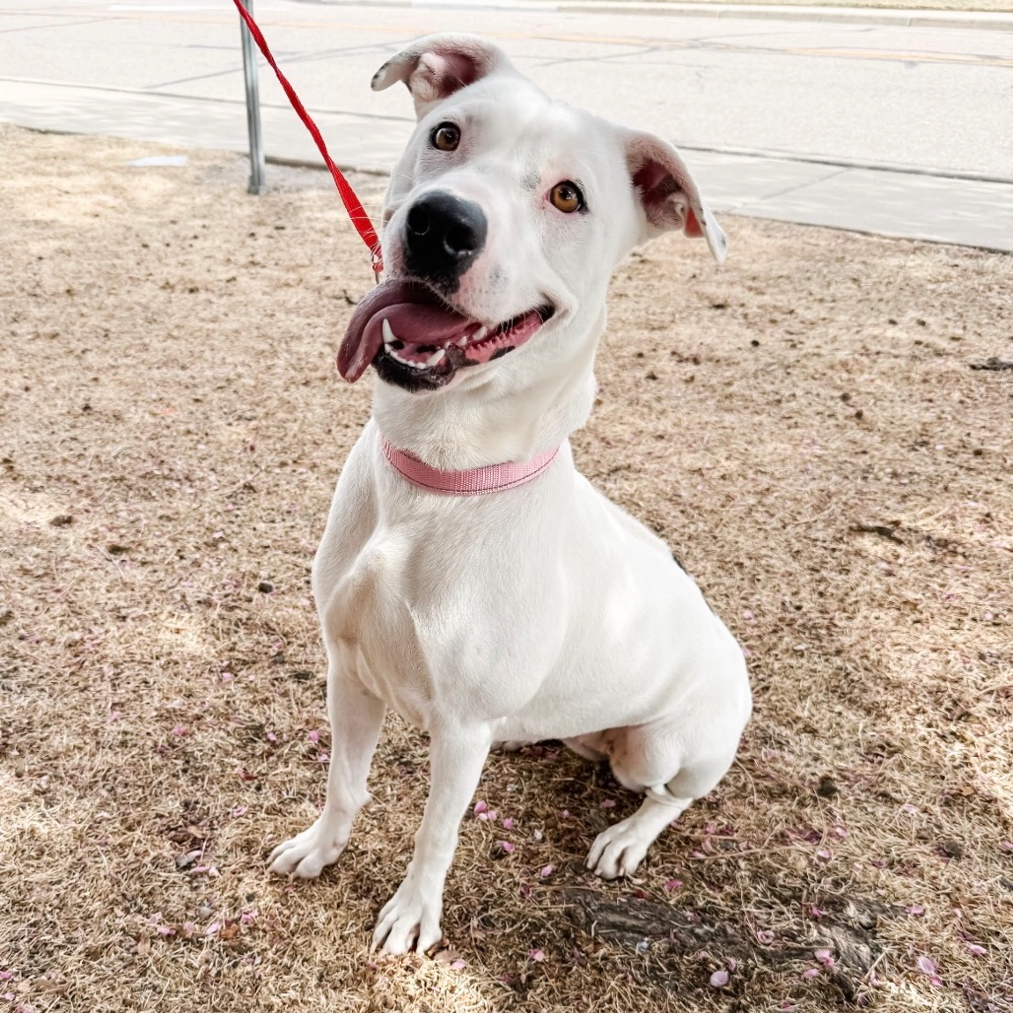 Found pet-2