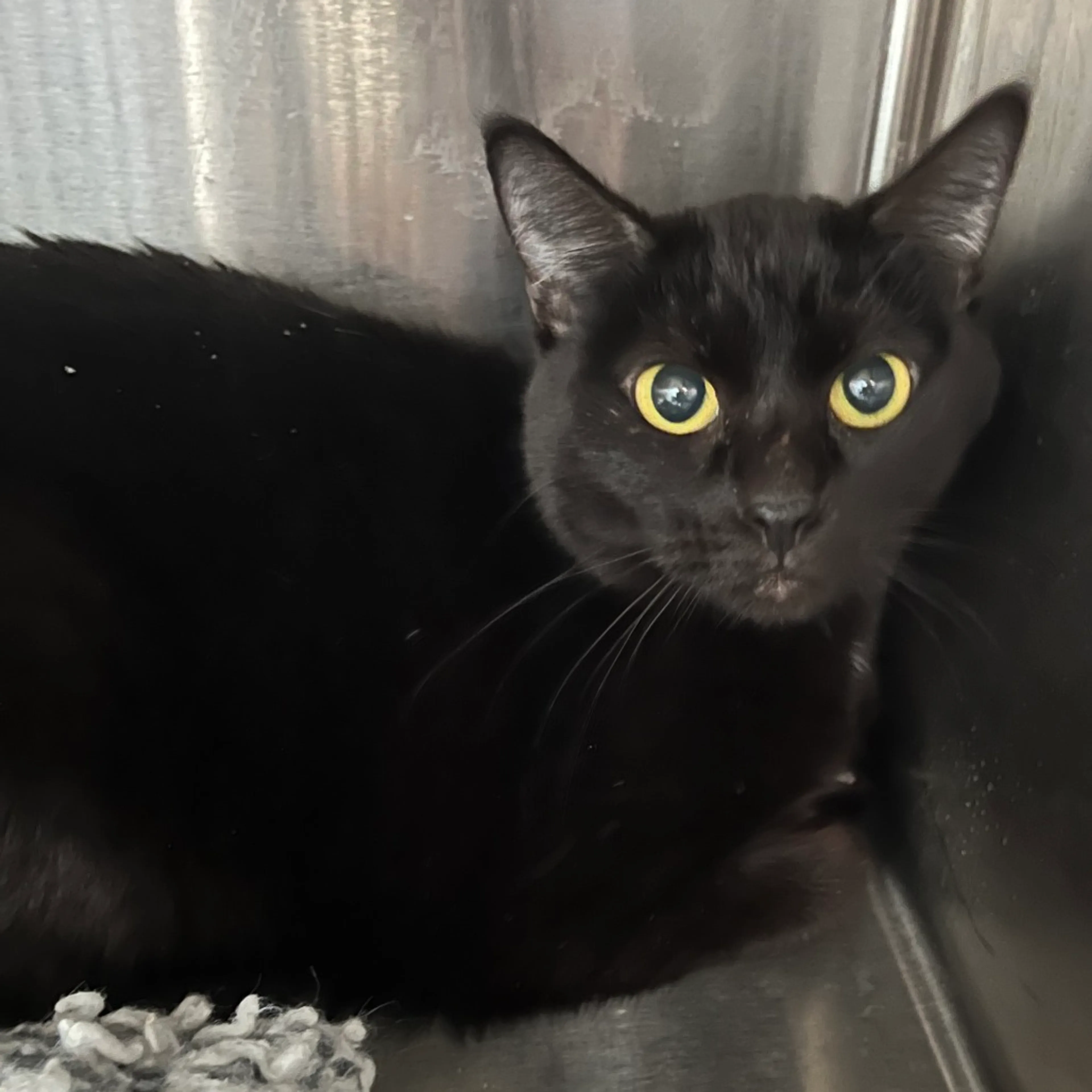 Found pet