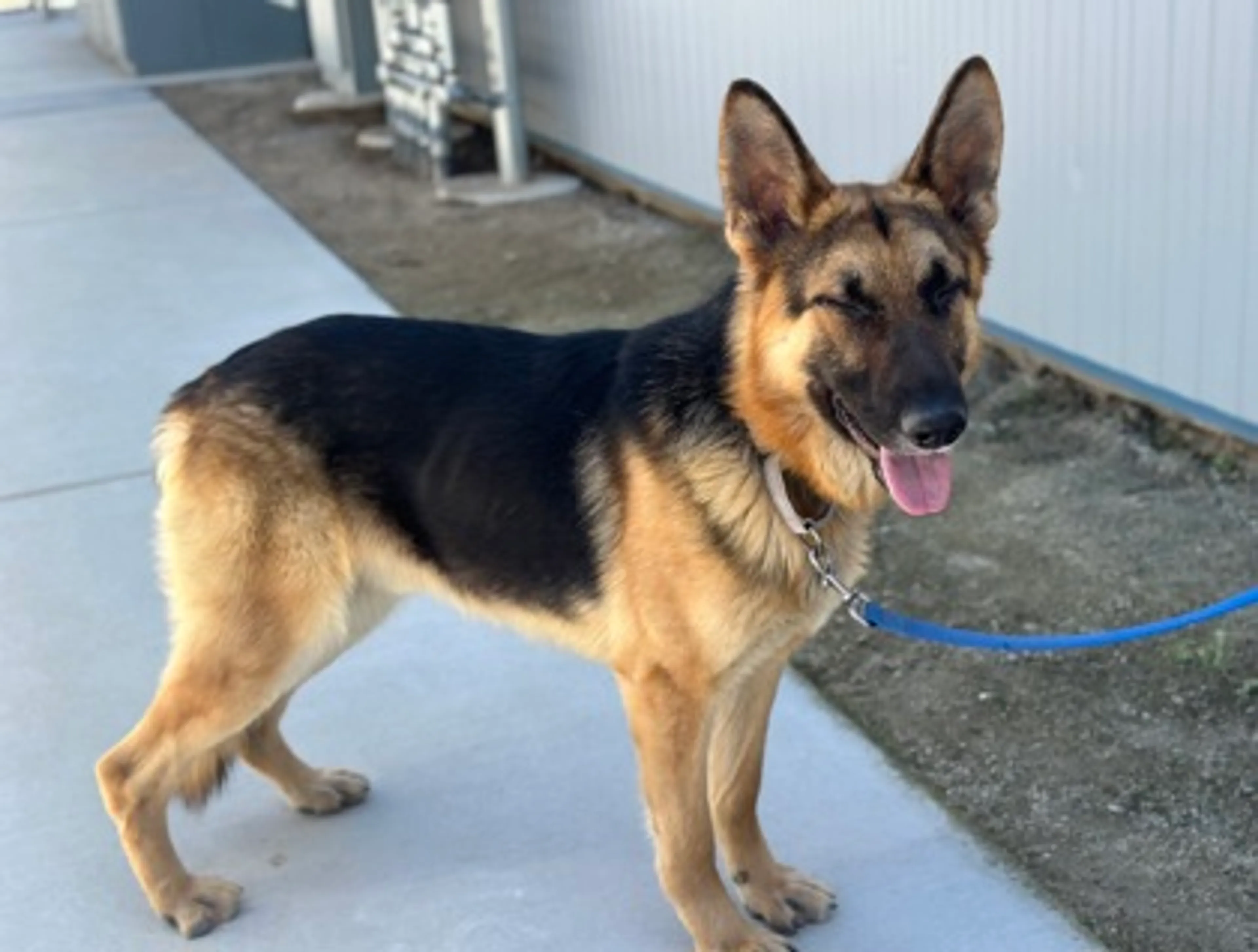 Found pet-2