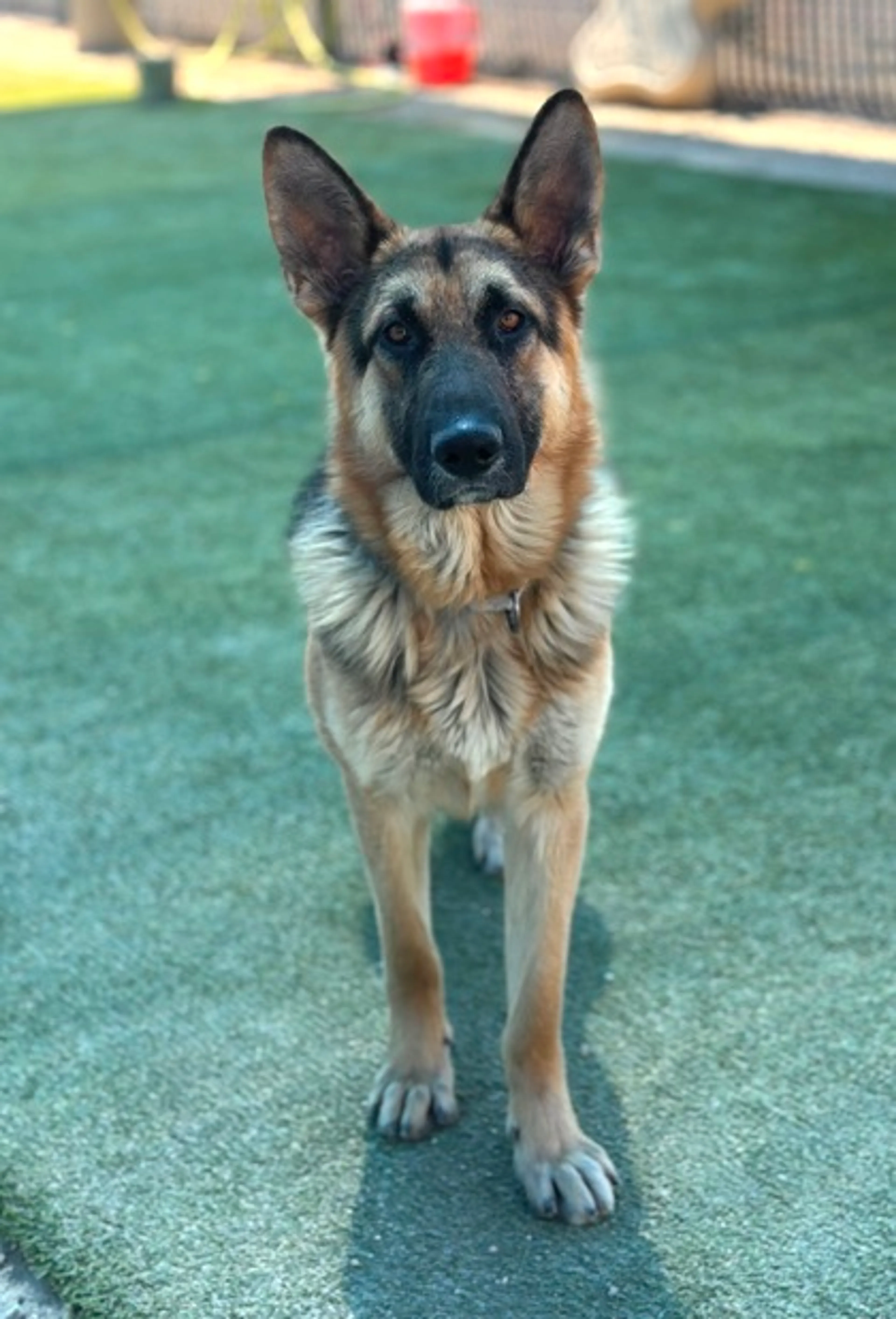 Found pet-1