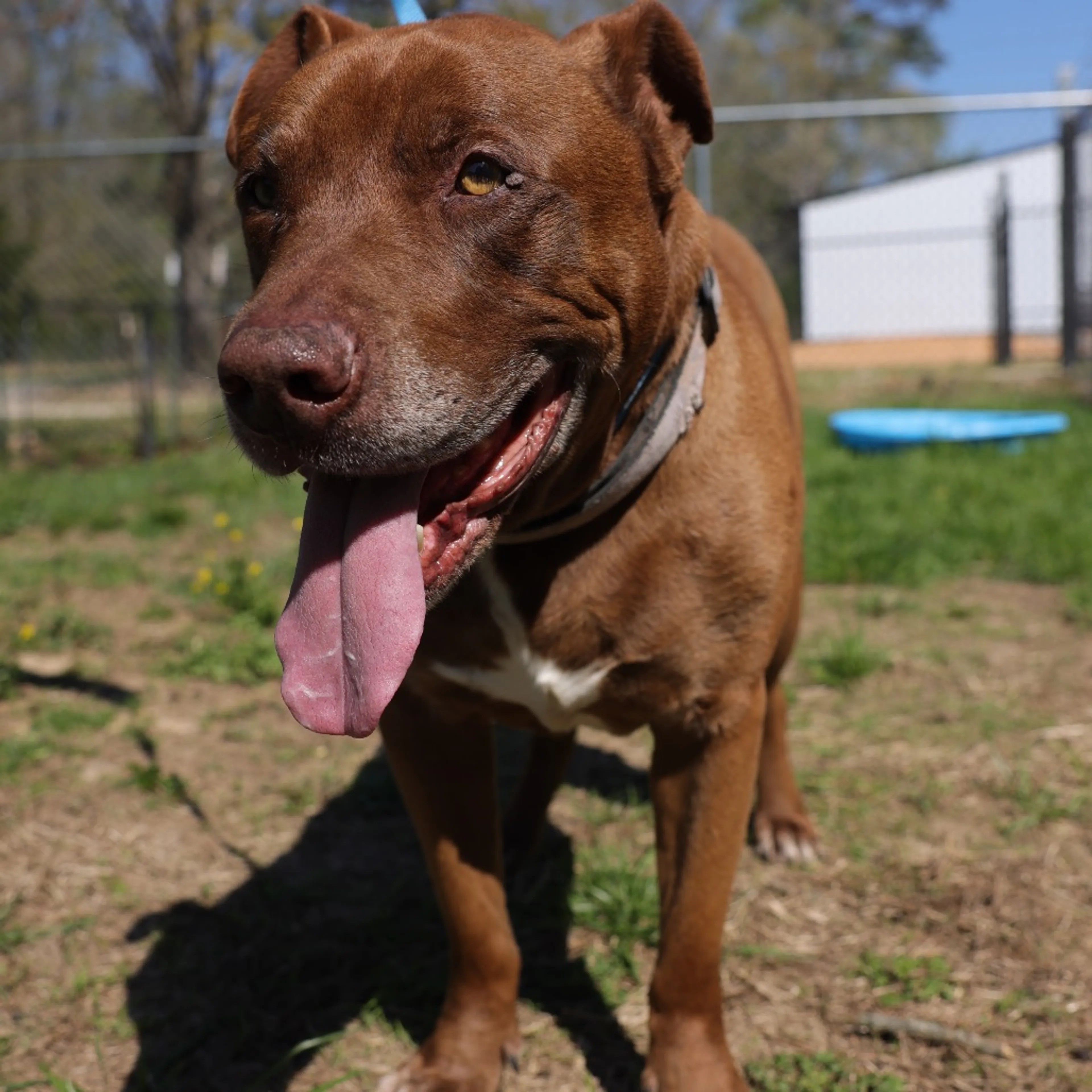 Found pet-1