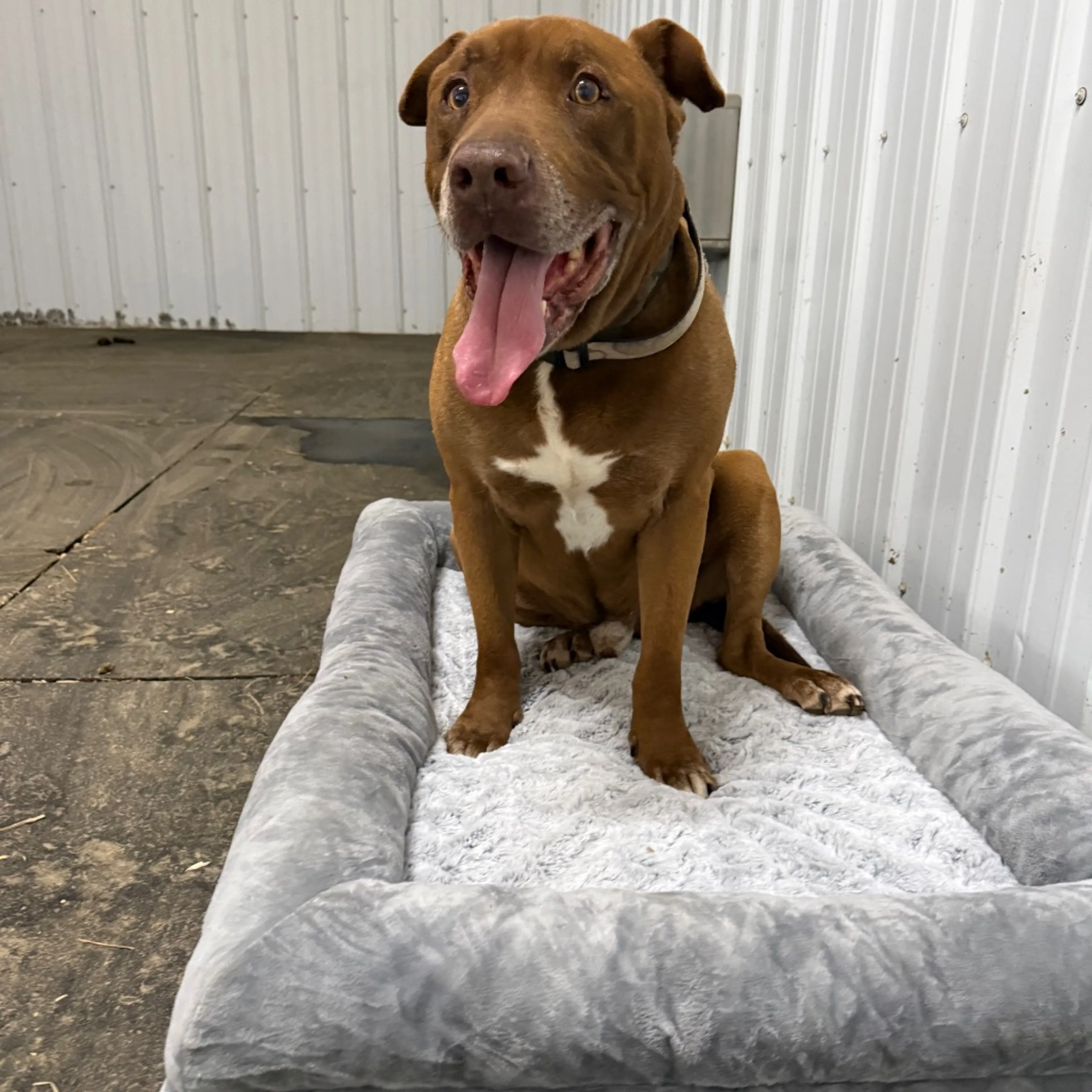 Found pet-4