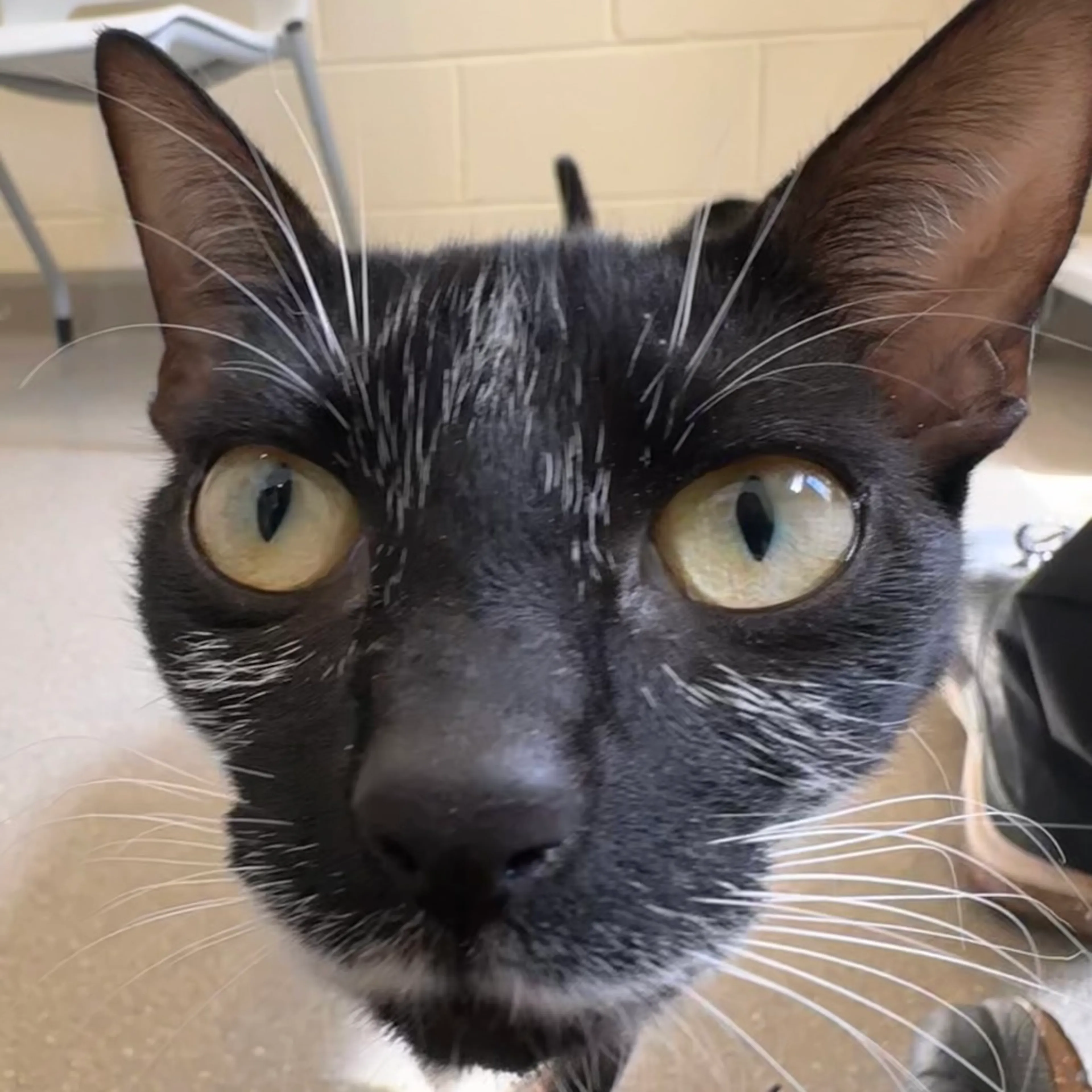 Found pet-2