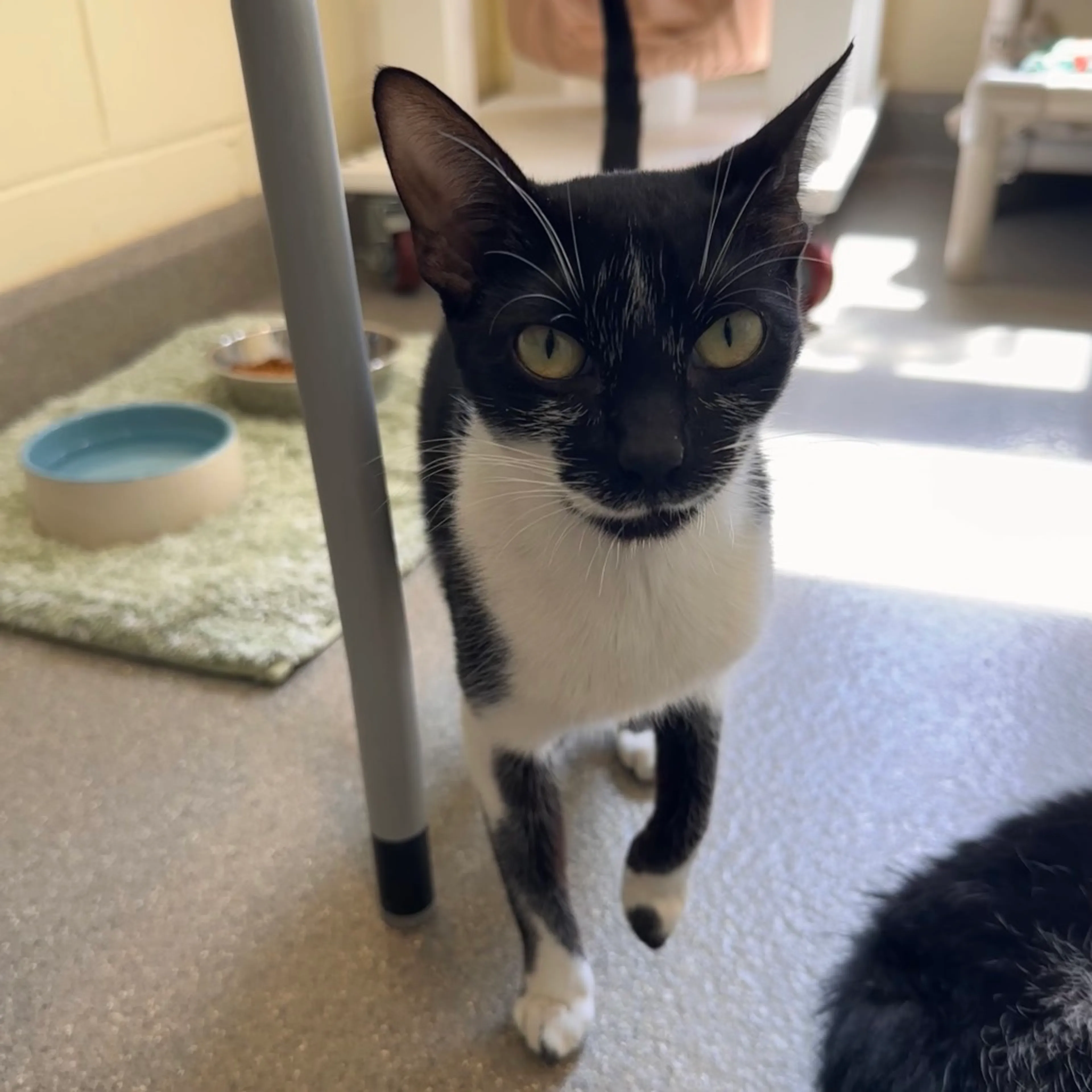 Found pet-3