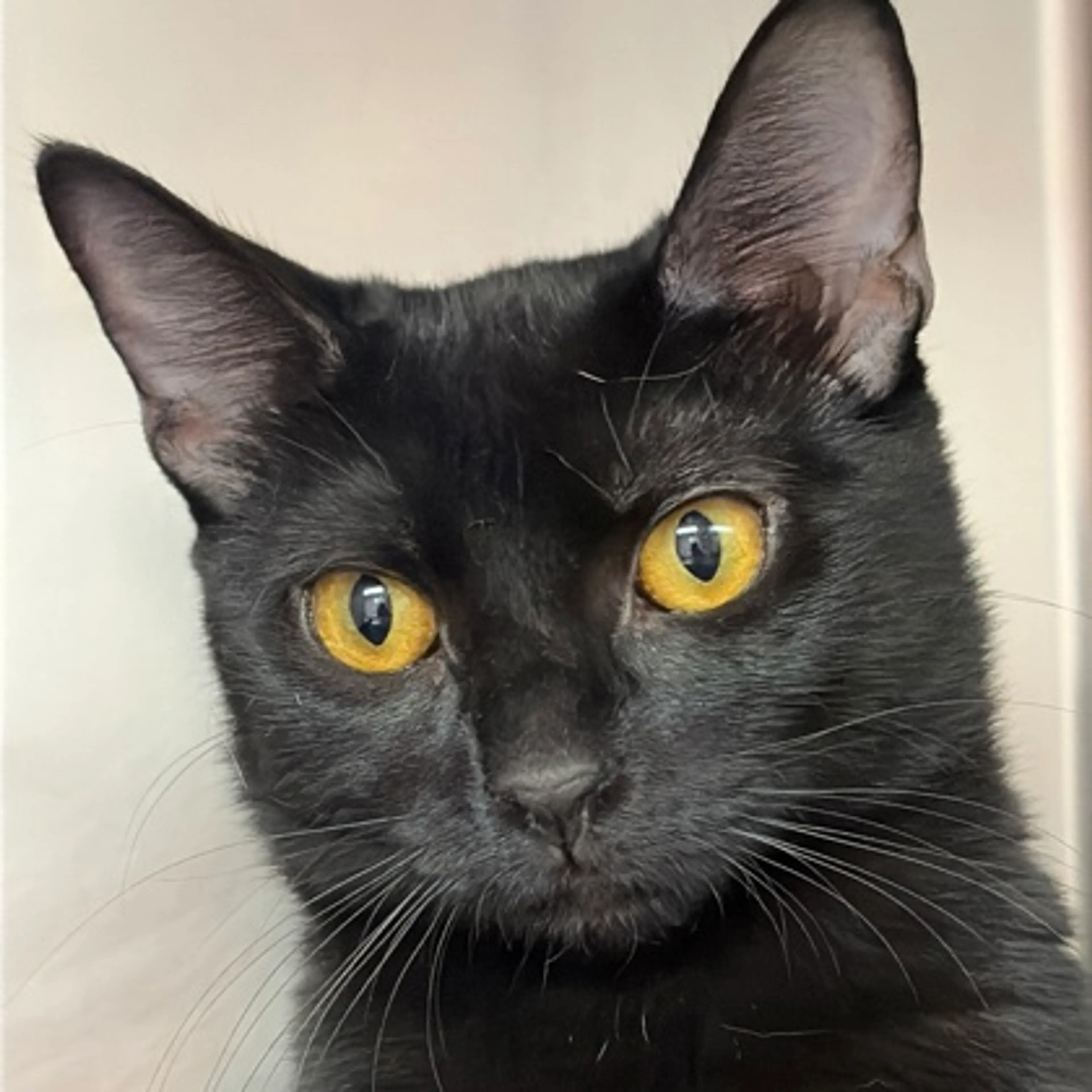 Found pet-2