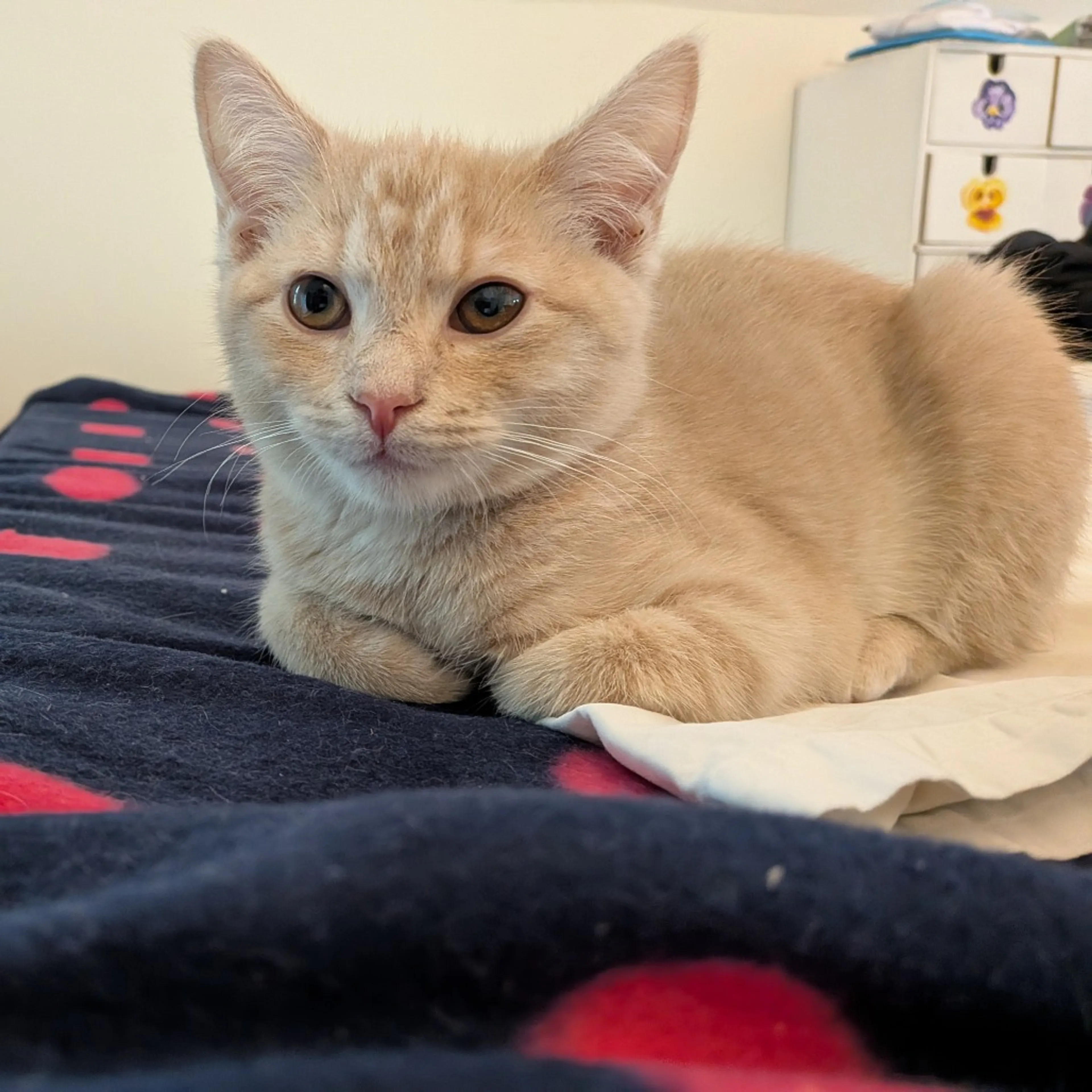 Found pet-1