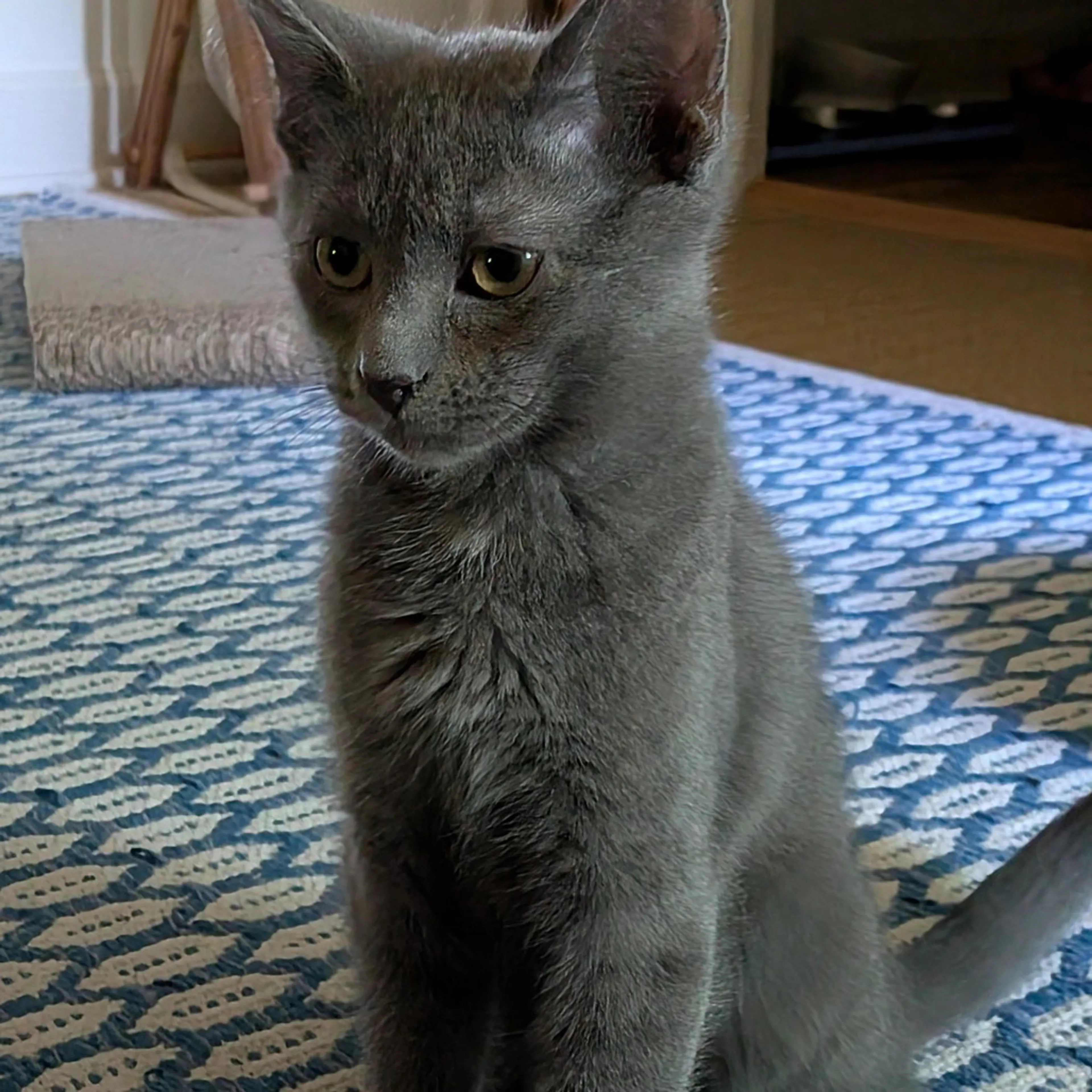 Found pet-1