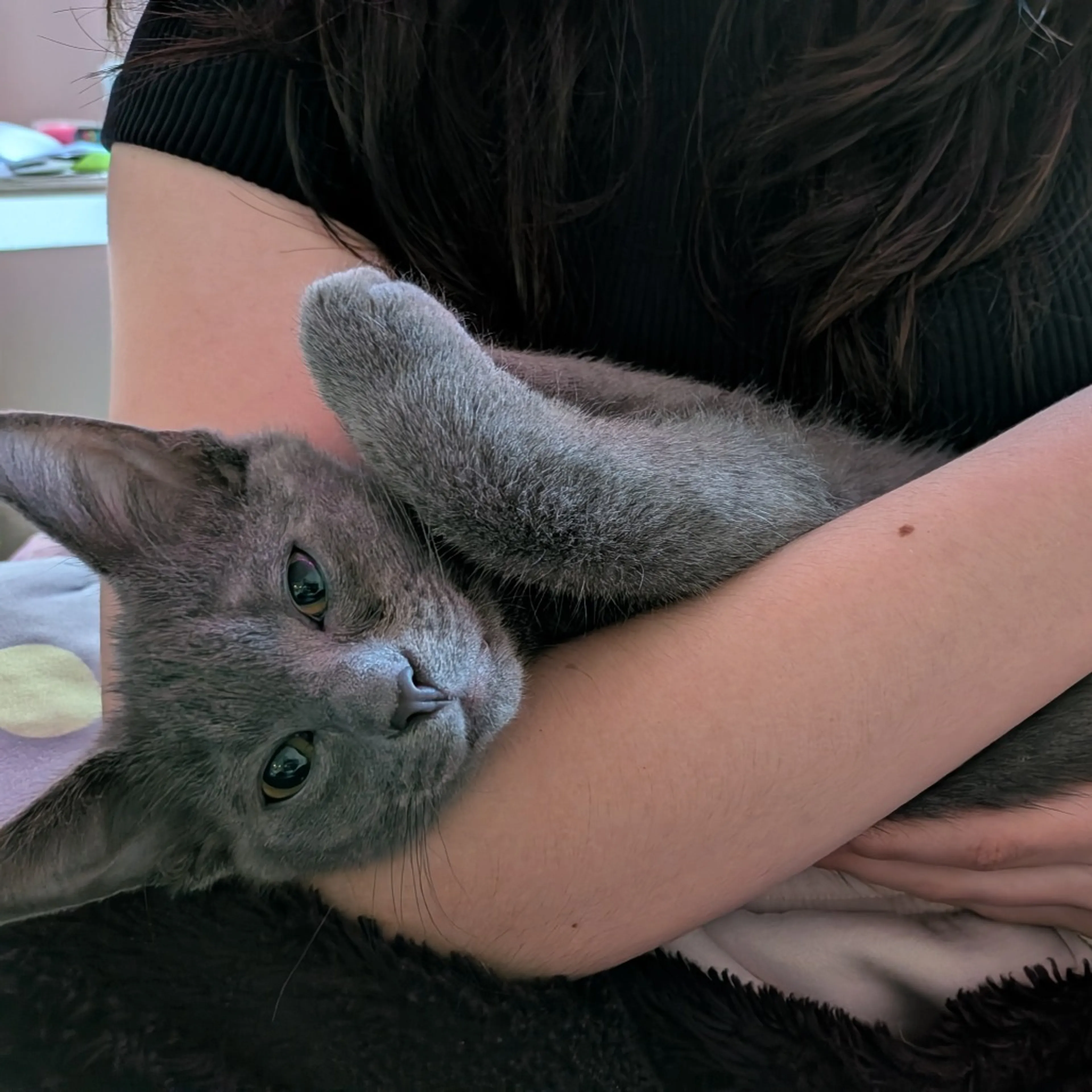 Found pet-0