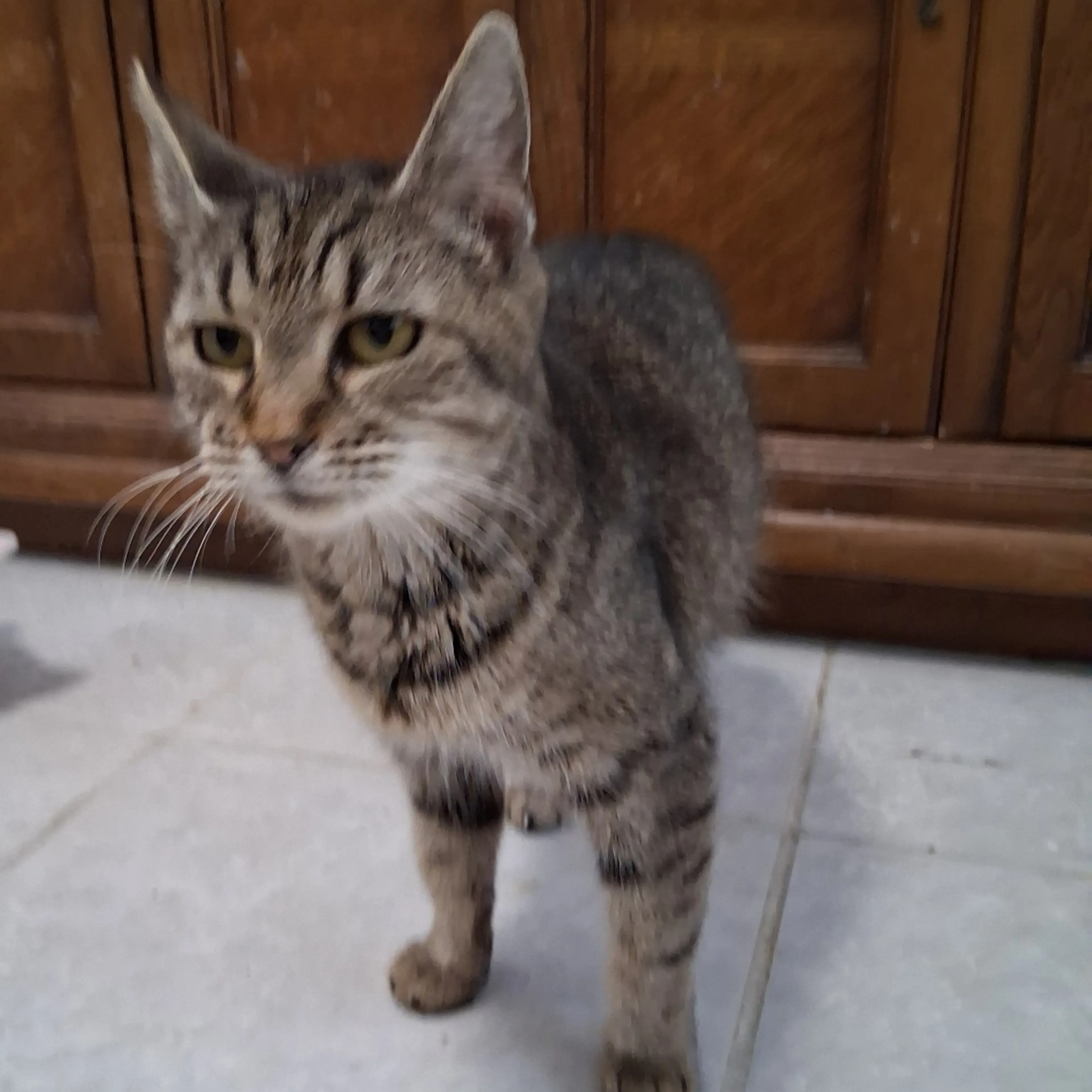 Found pet-2