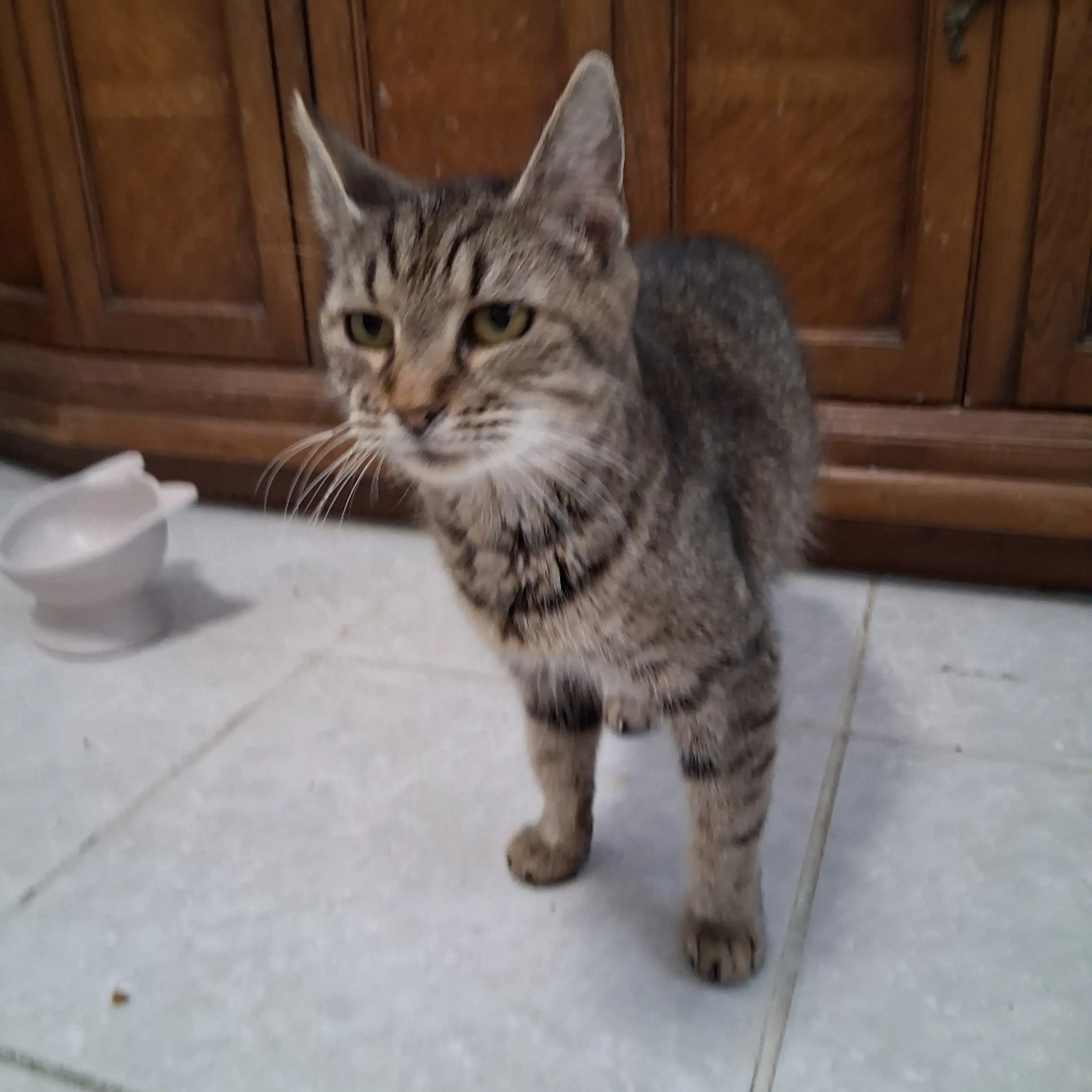 Found pet-1