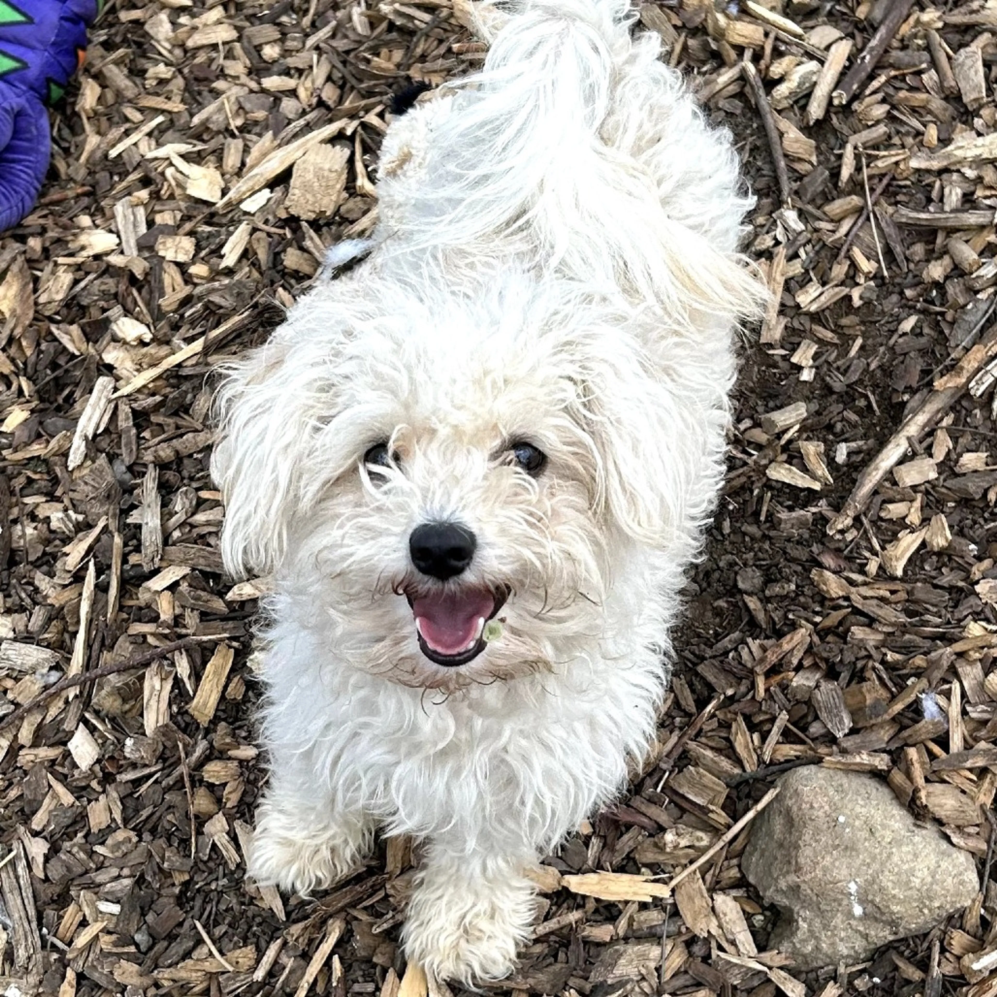 Found pet-1