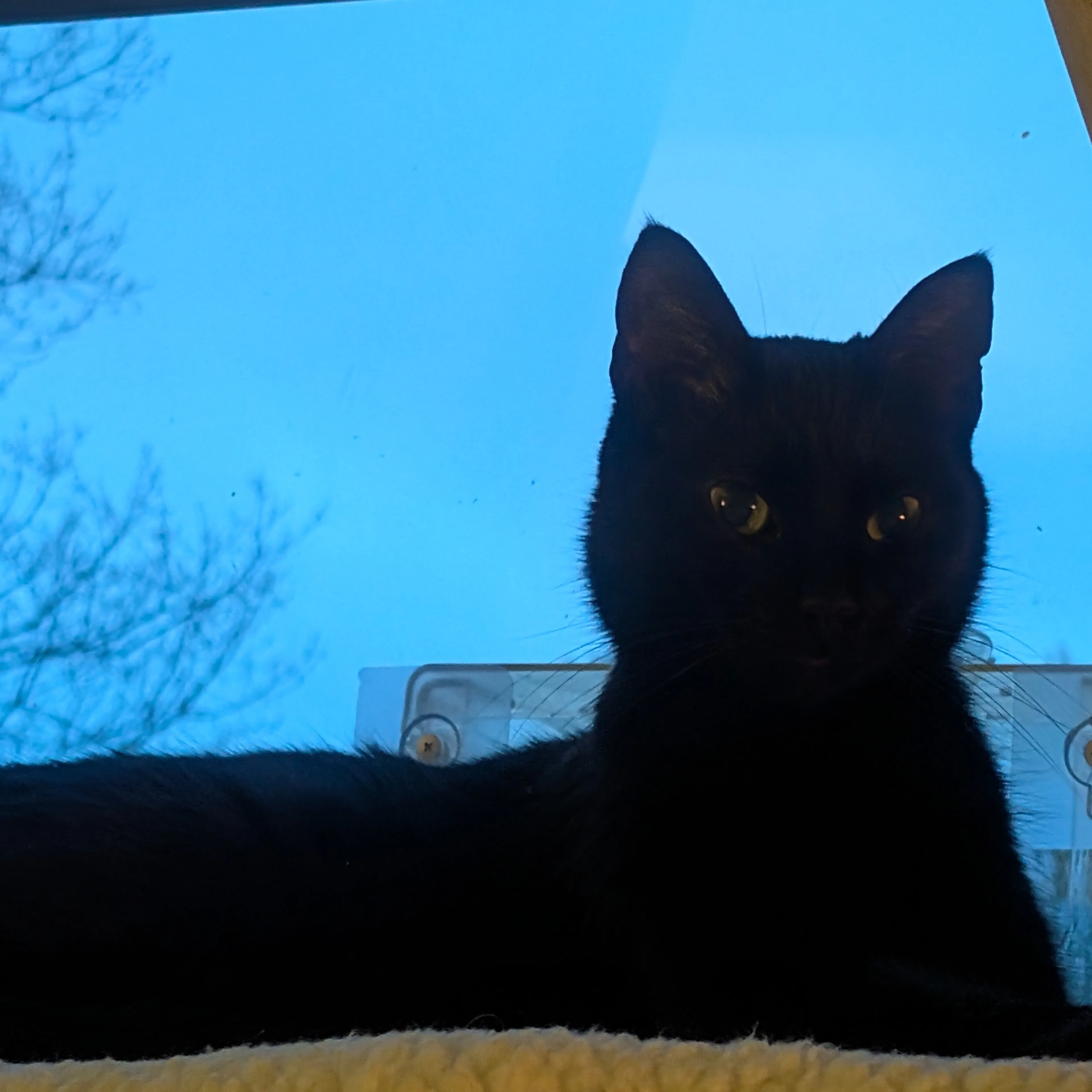 Found pet-2