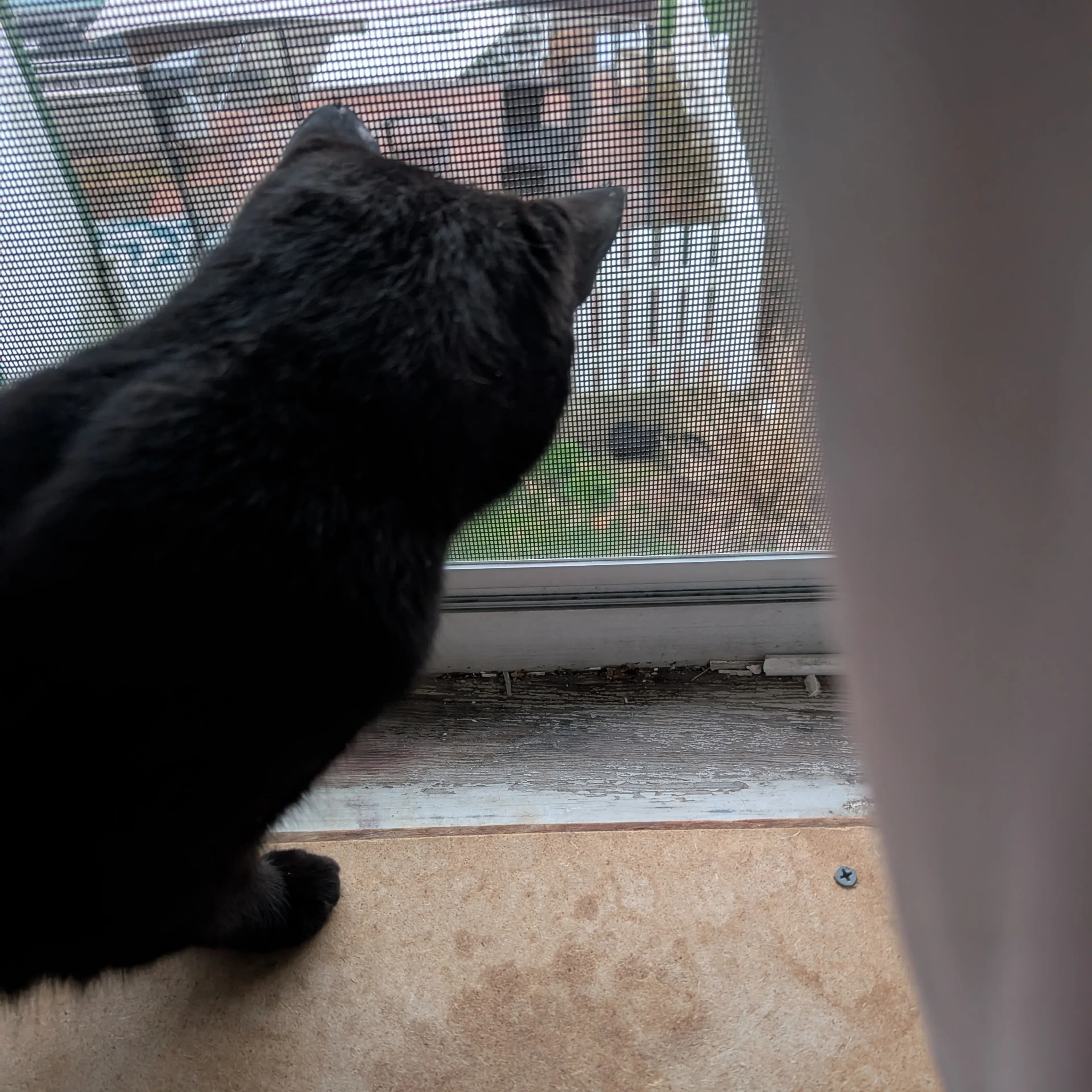 Found pet-1