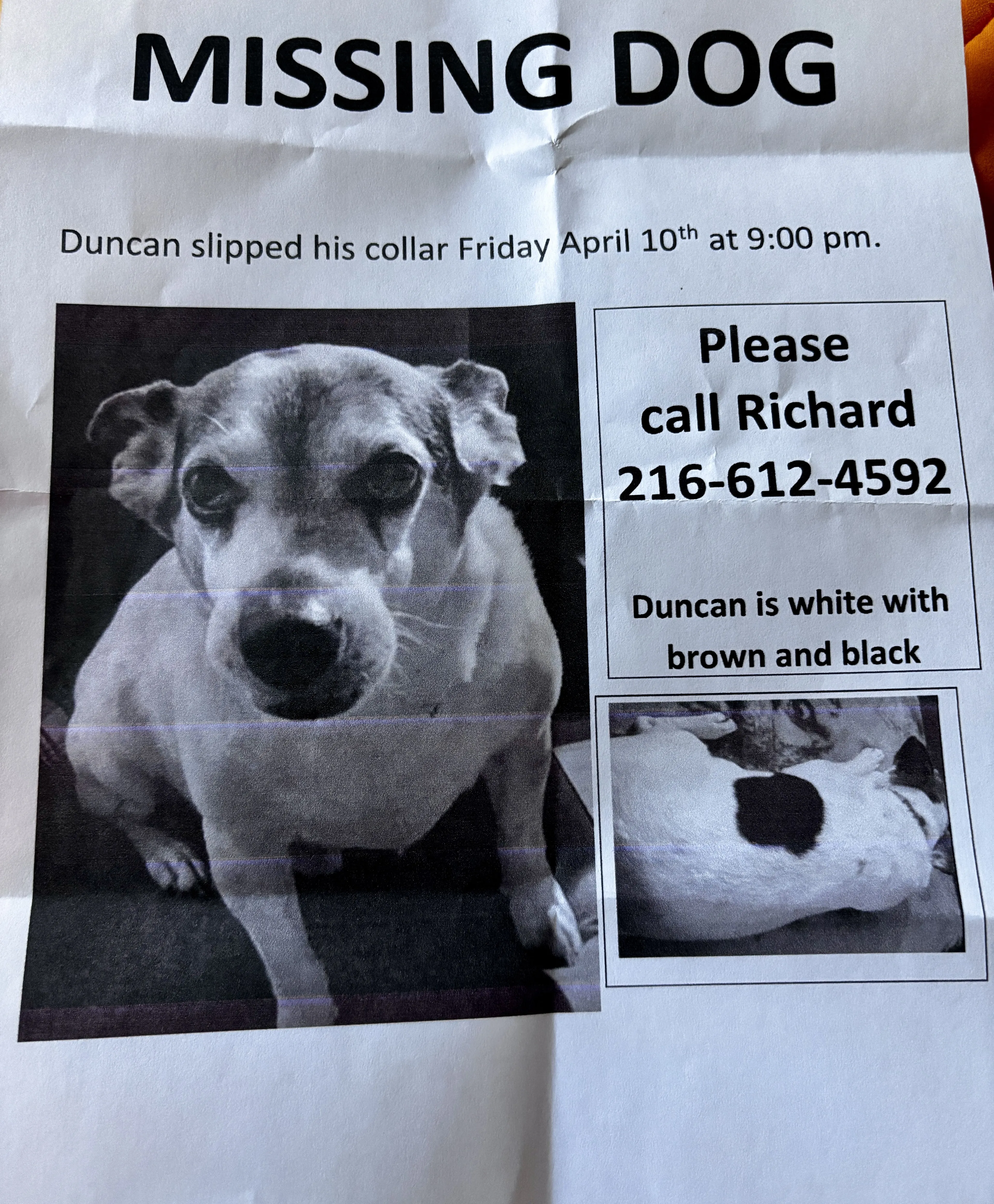 Lost pet
