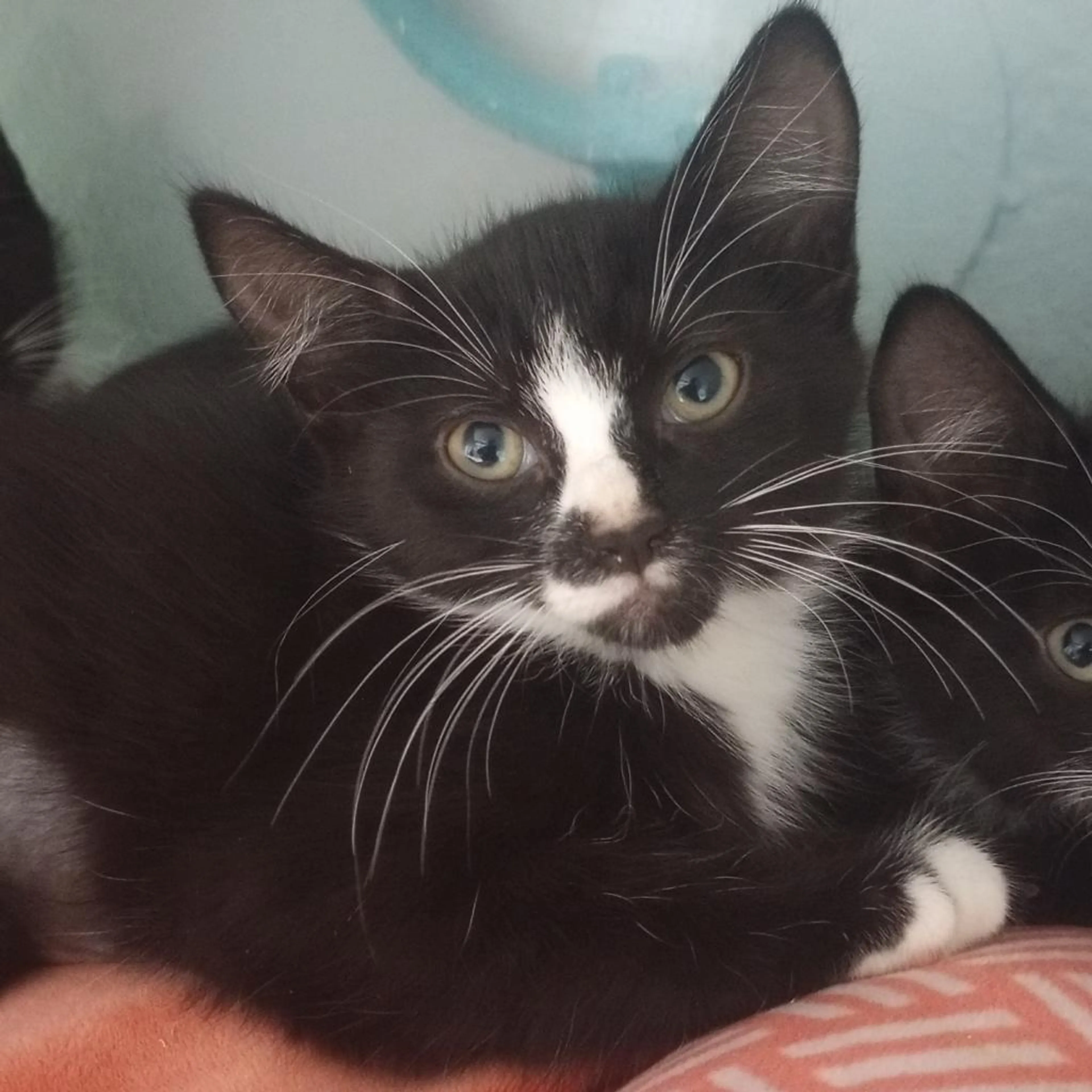 Found pet-1