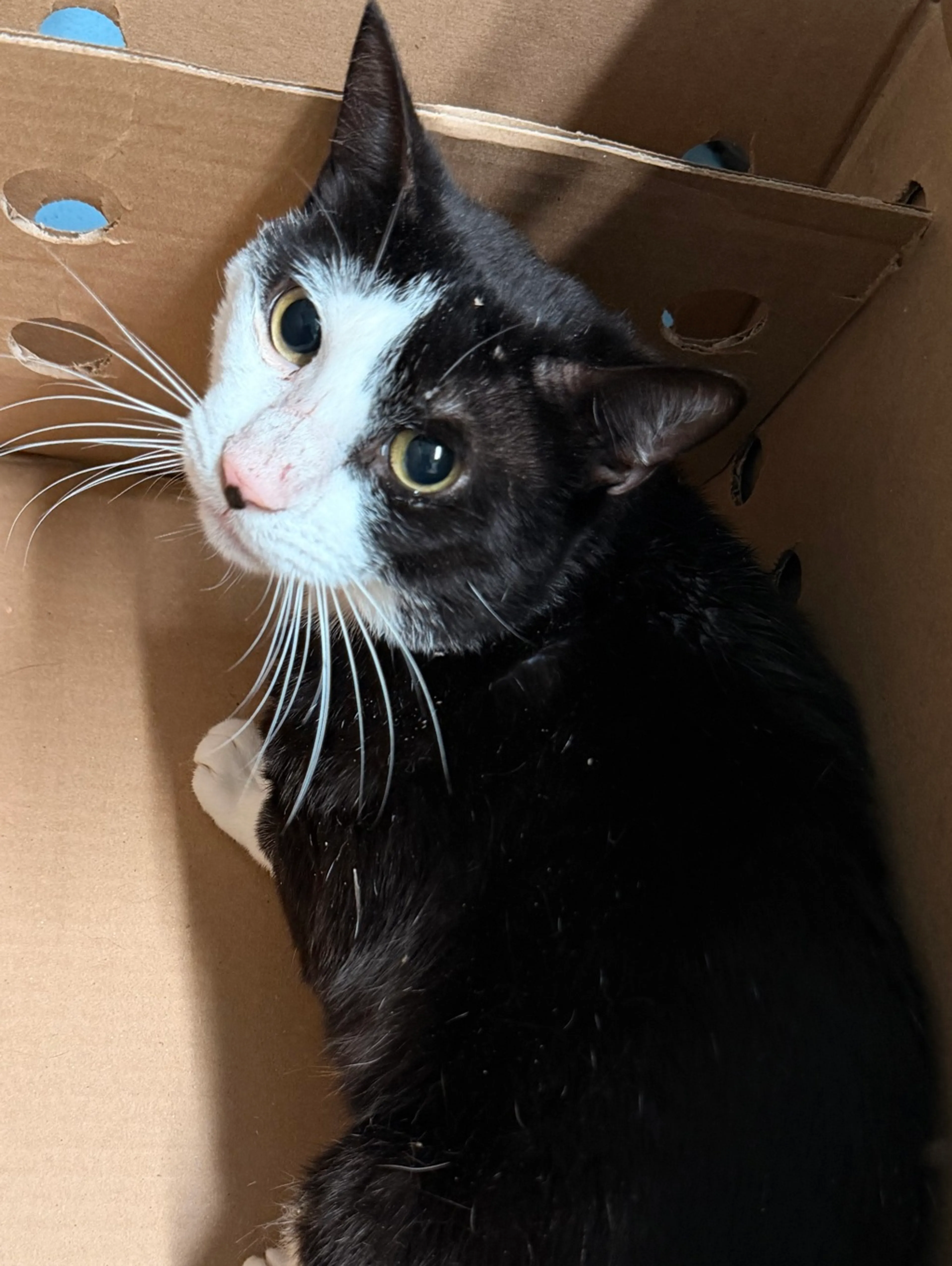 Found pet