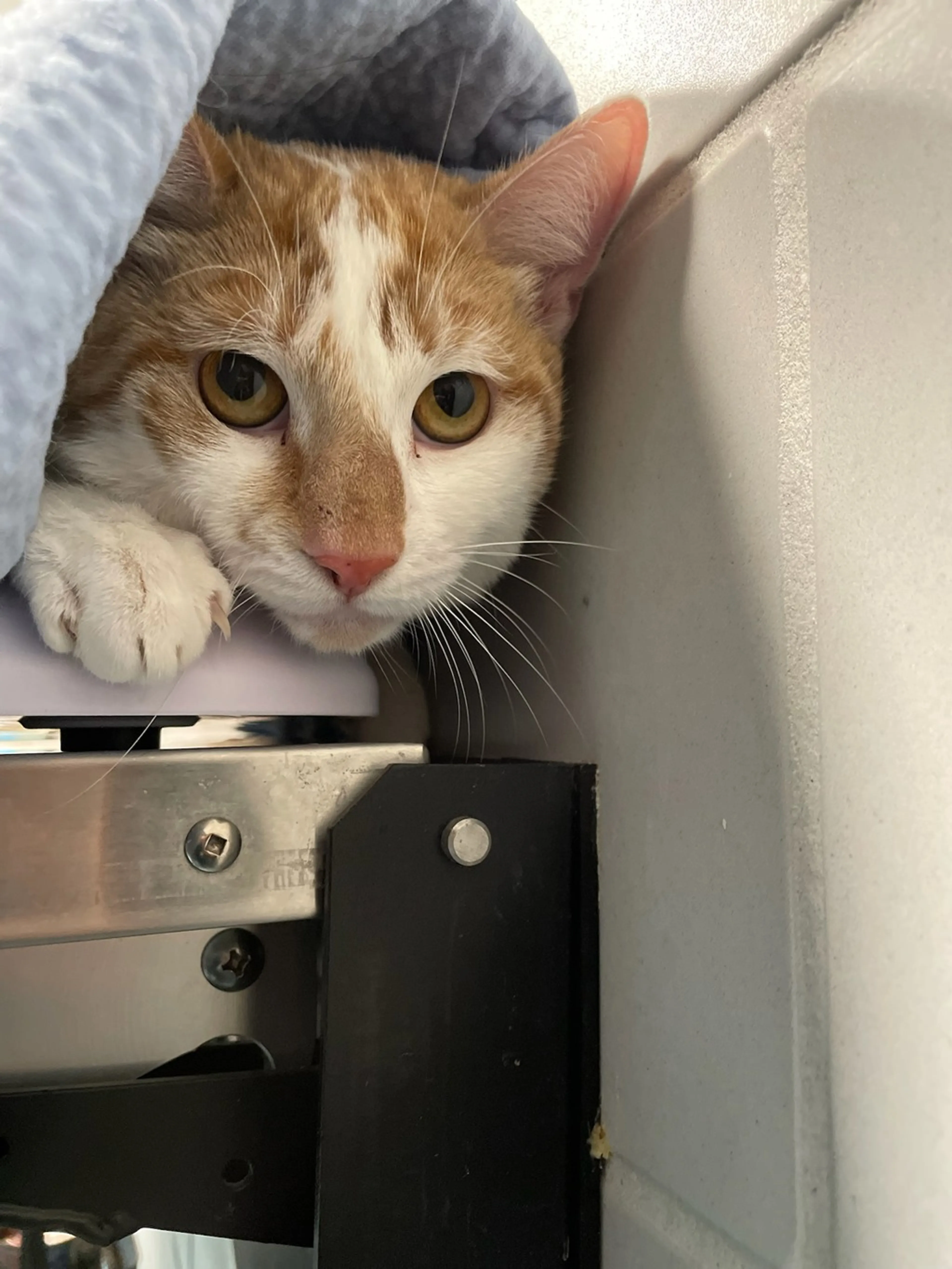 Found pet-3