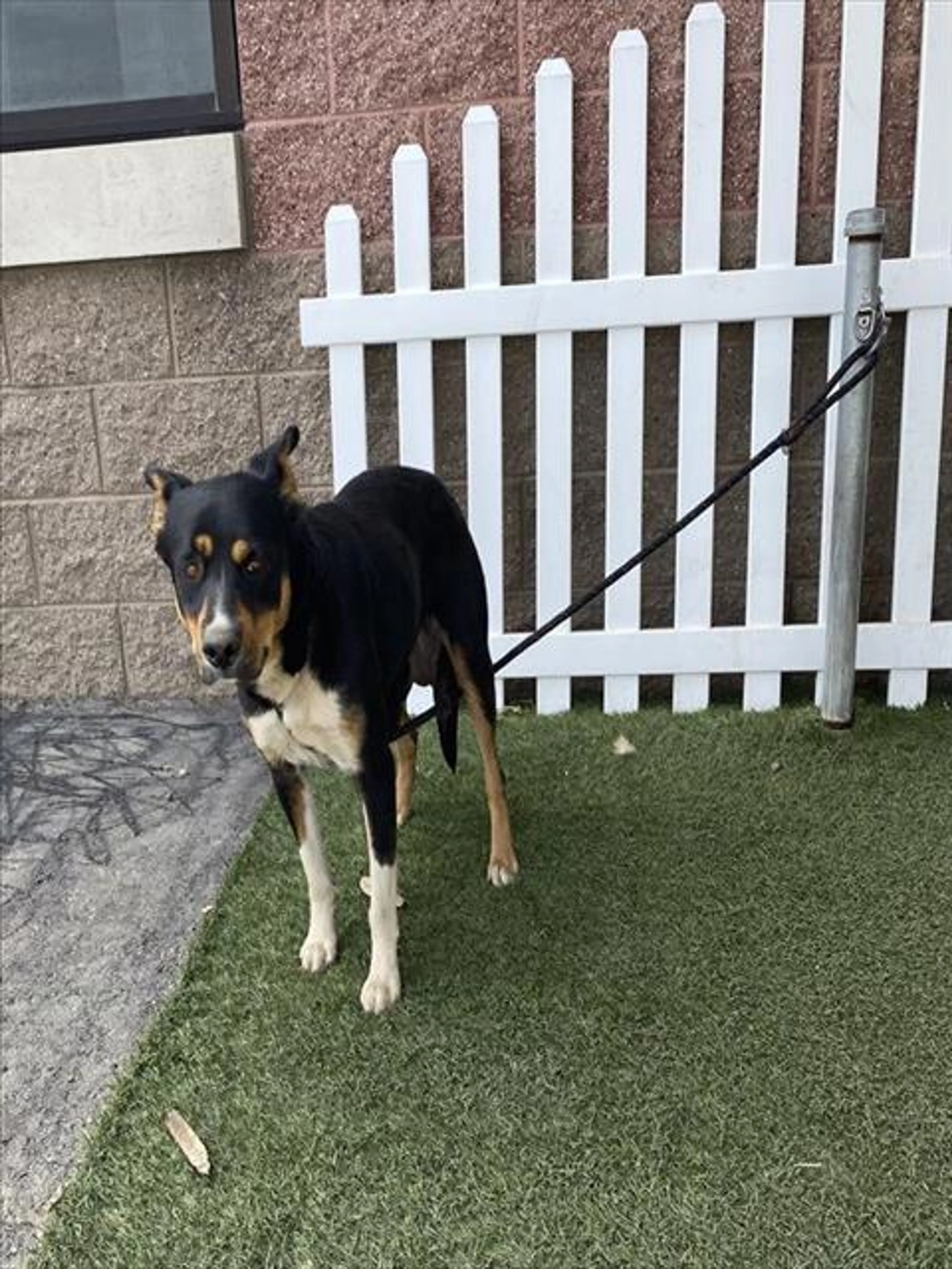 Found pet