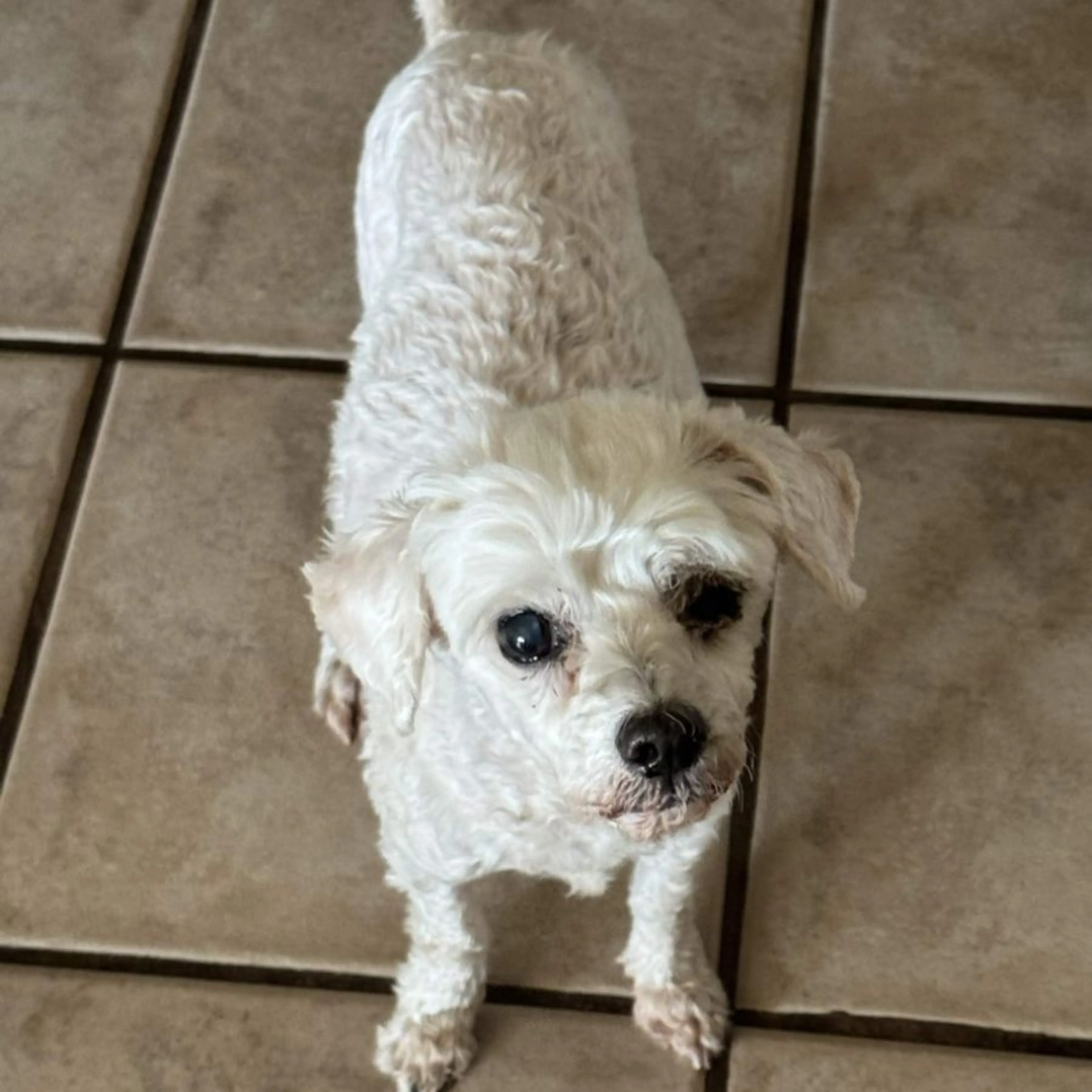 Lost pet-0