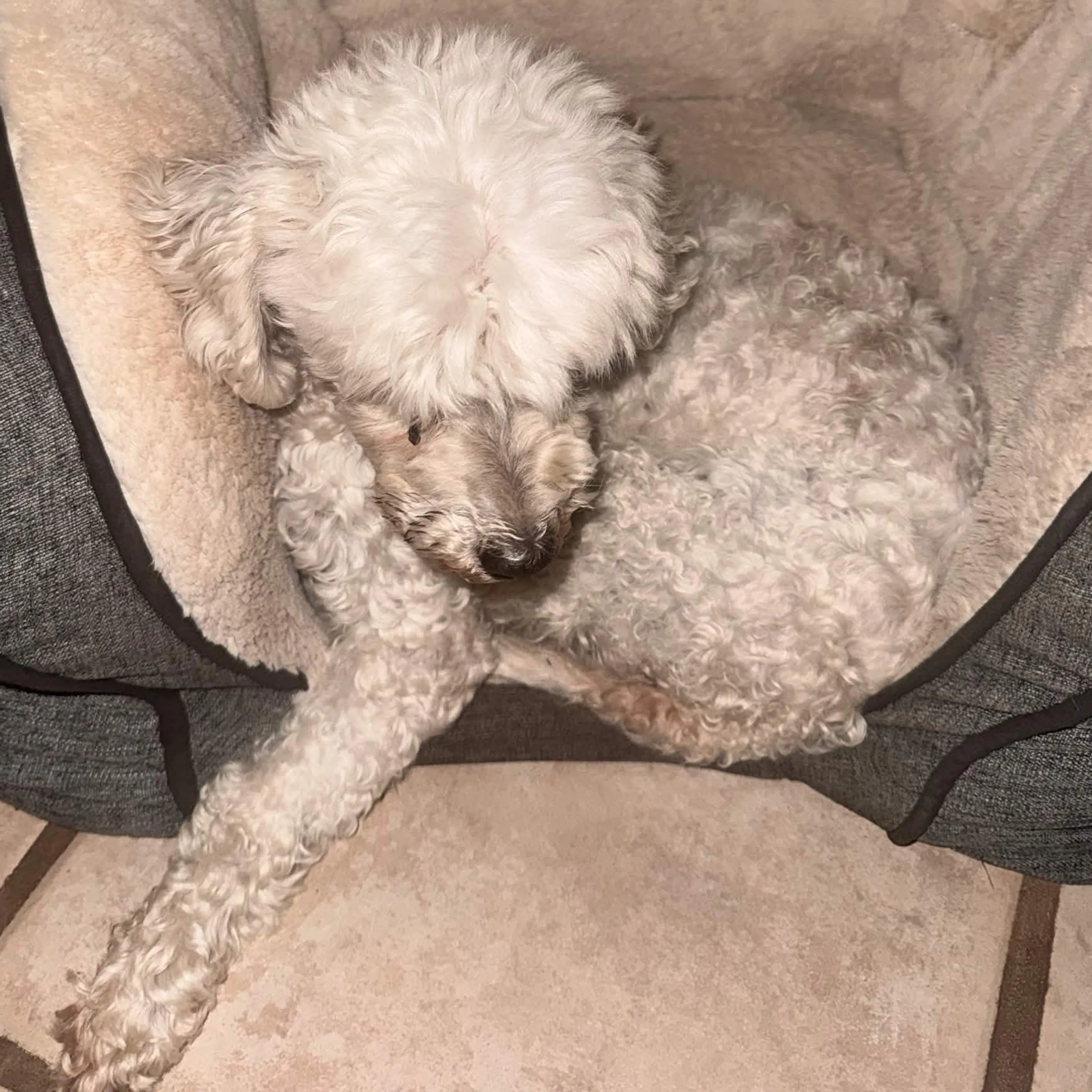 Lost pet-1