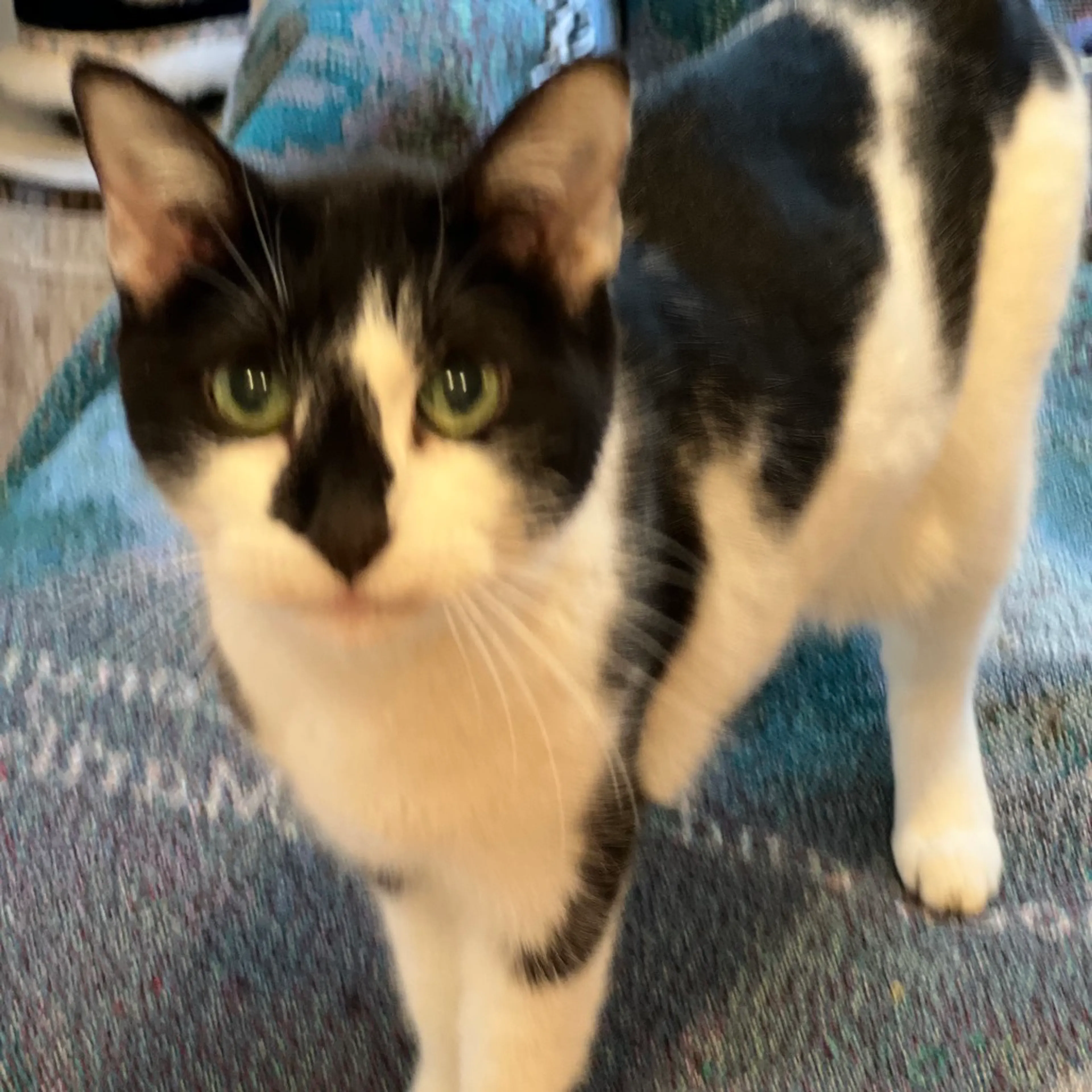 Found pet-0