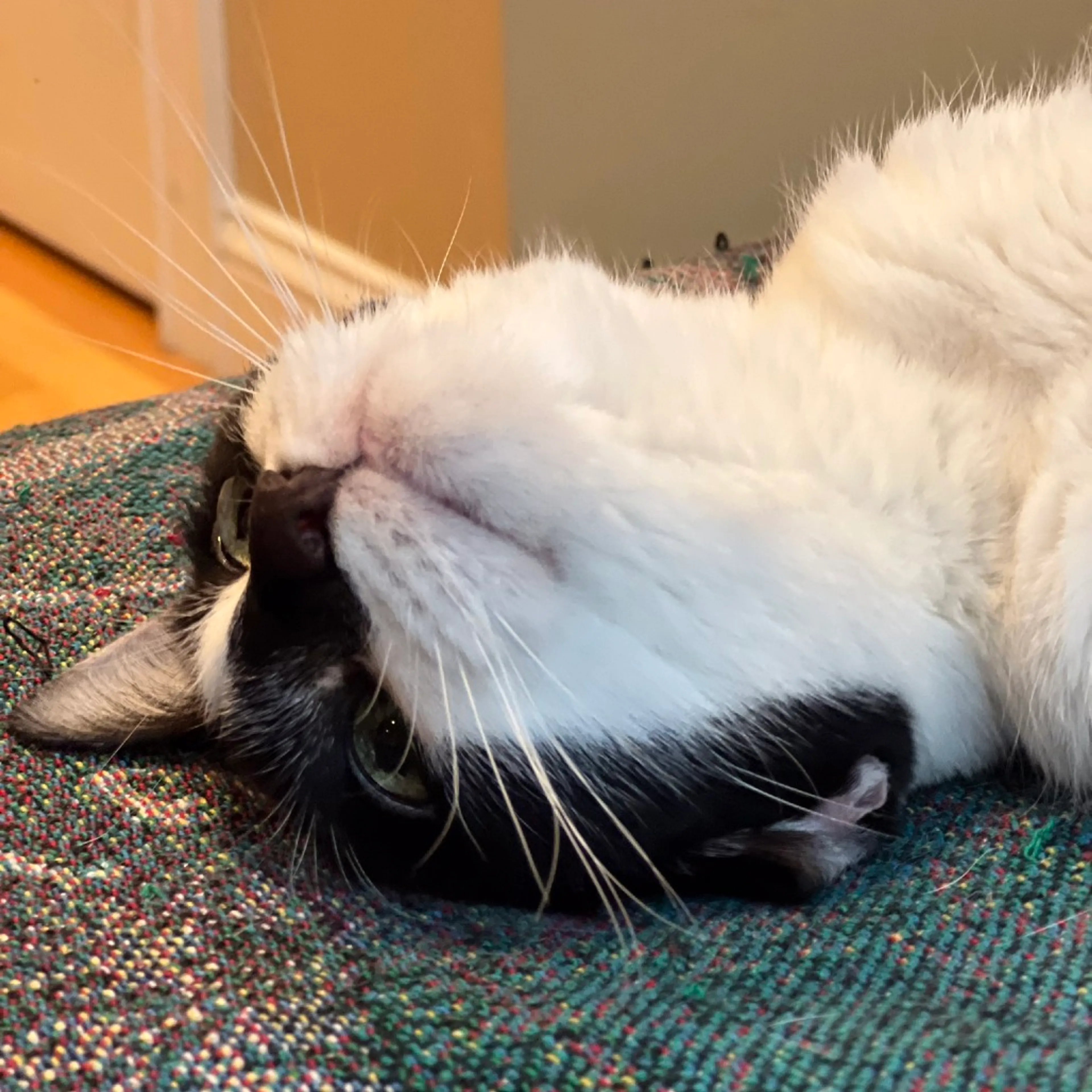 Found pet-6