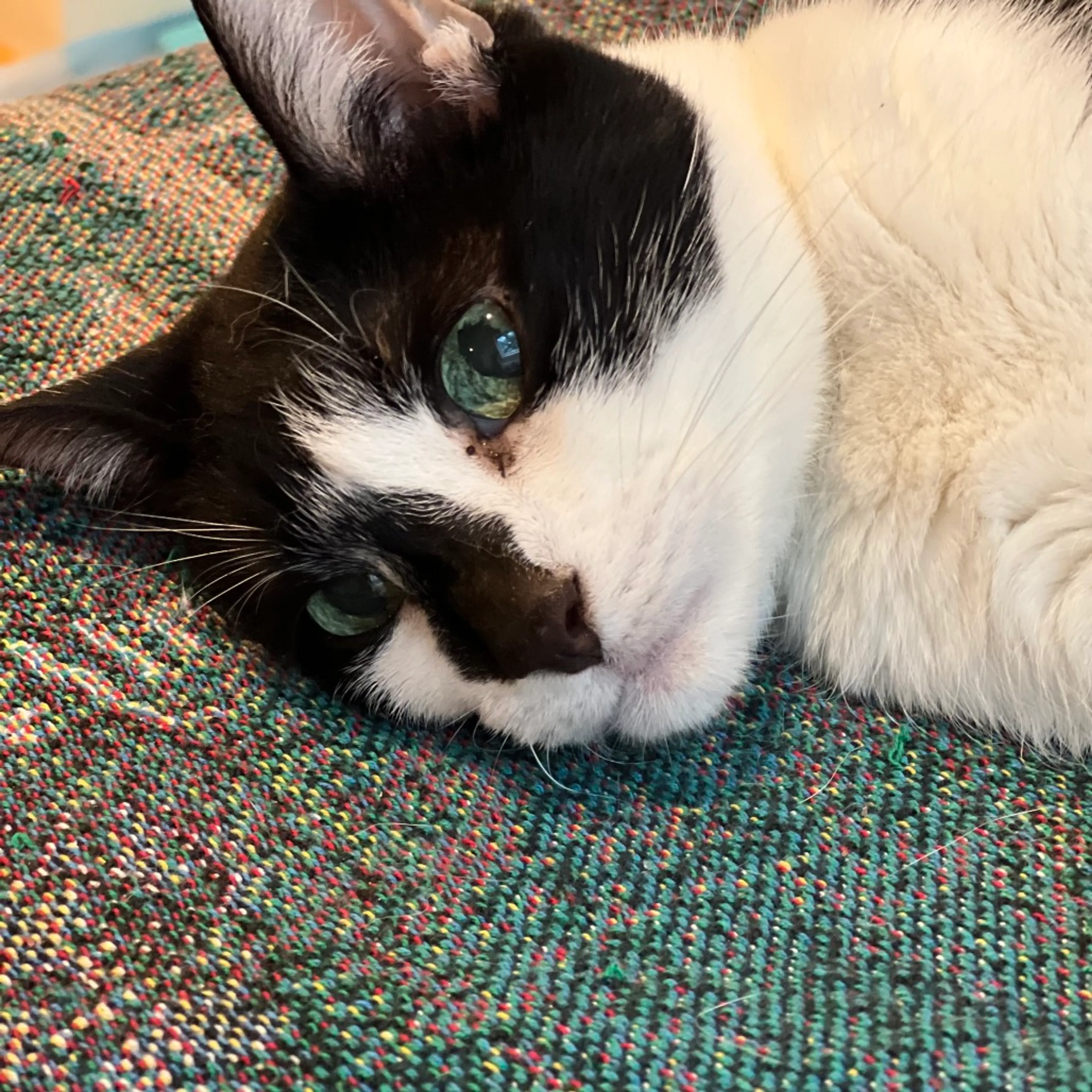 Found pet-2
