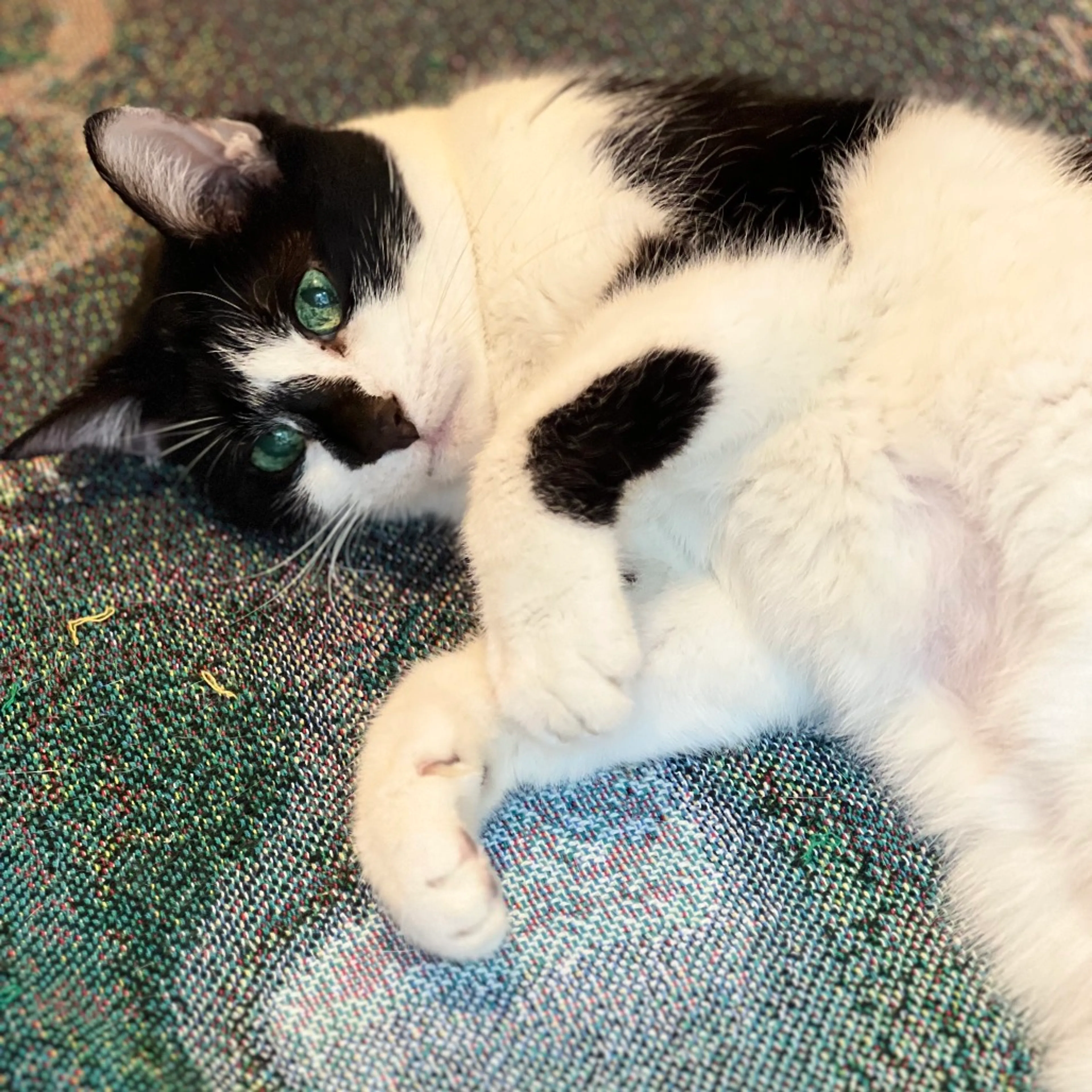 Found pet-3