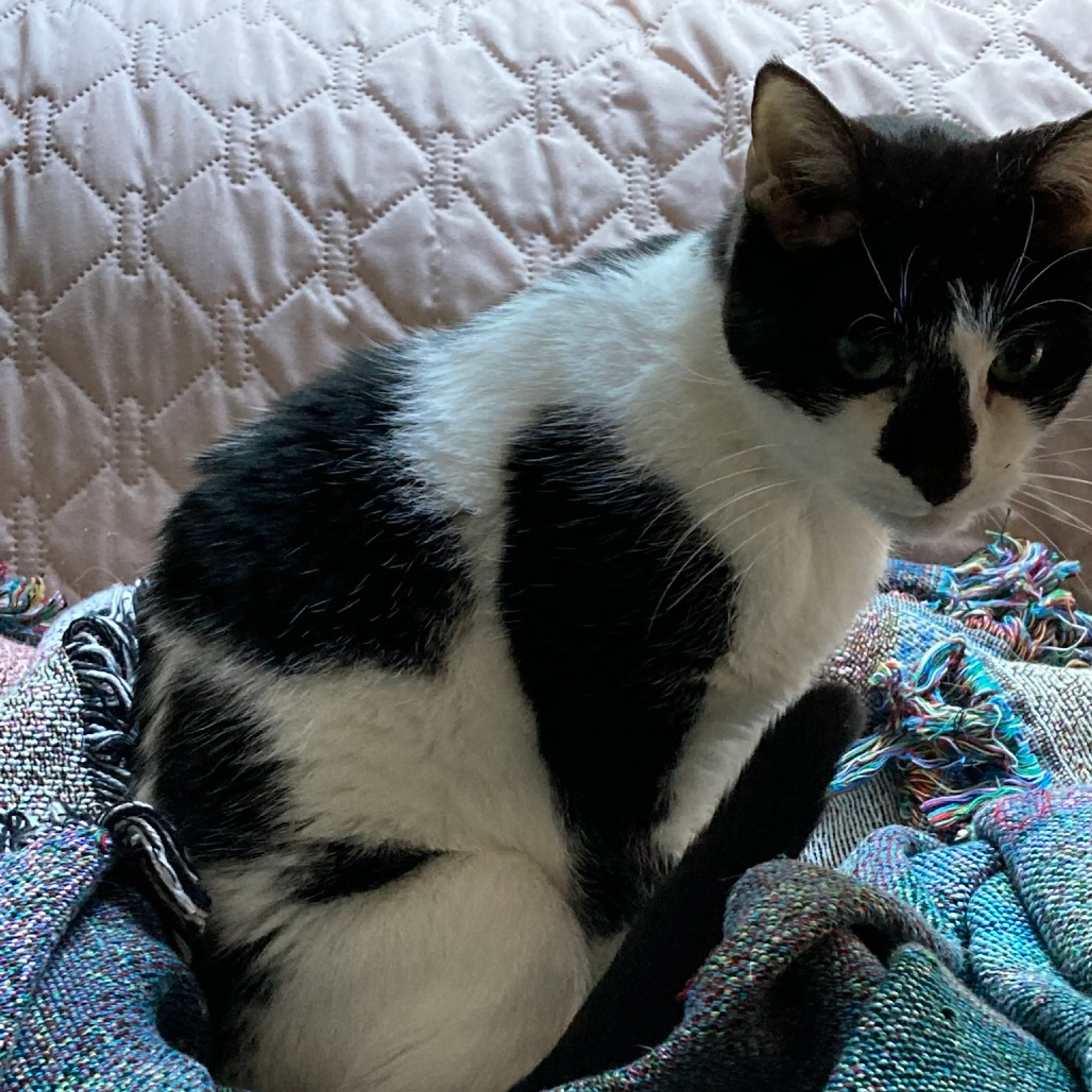 Found pet-5