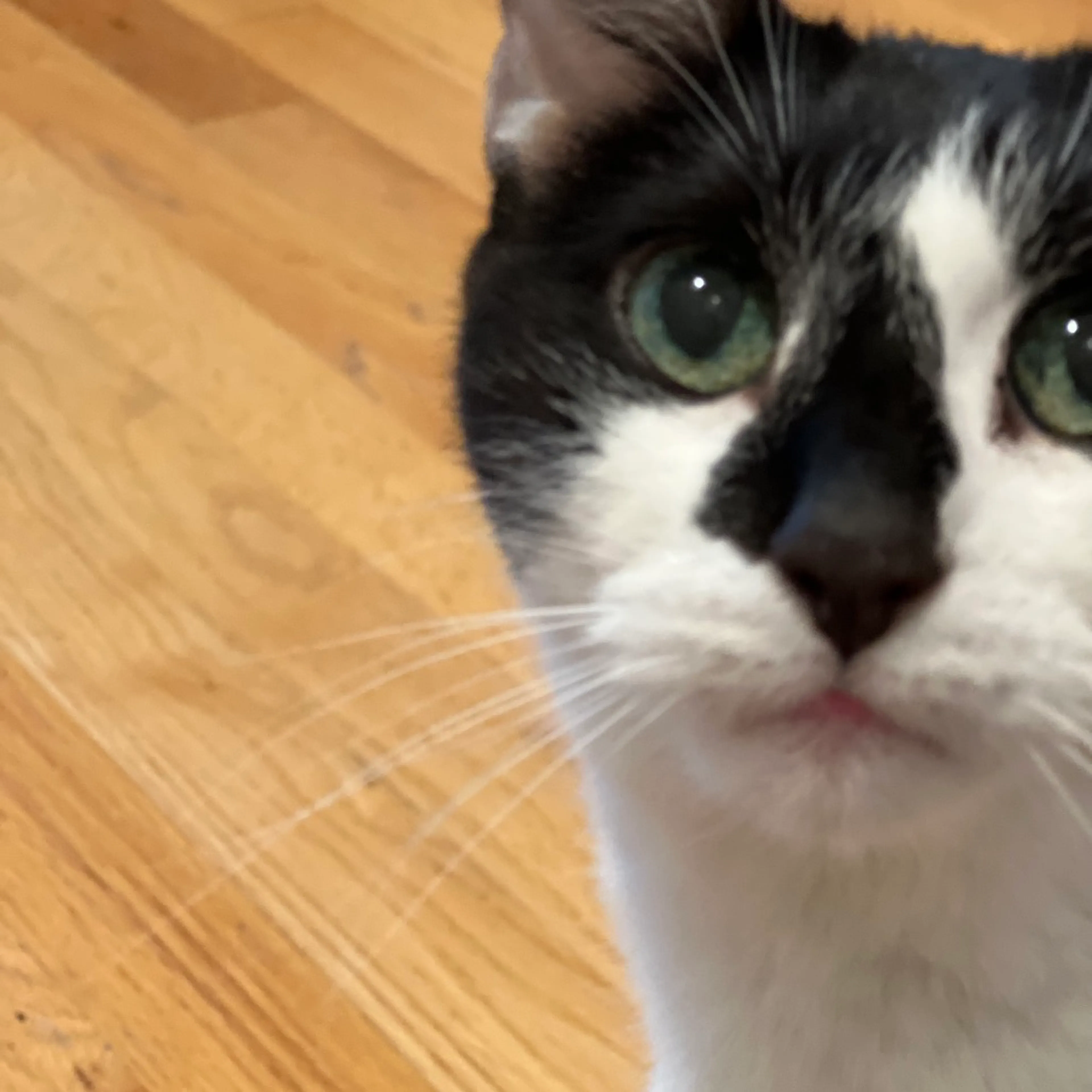 Found pet-1
