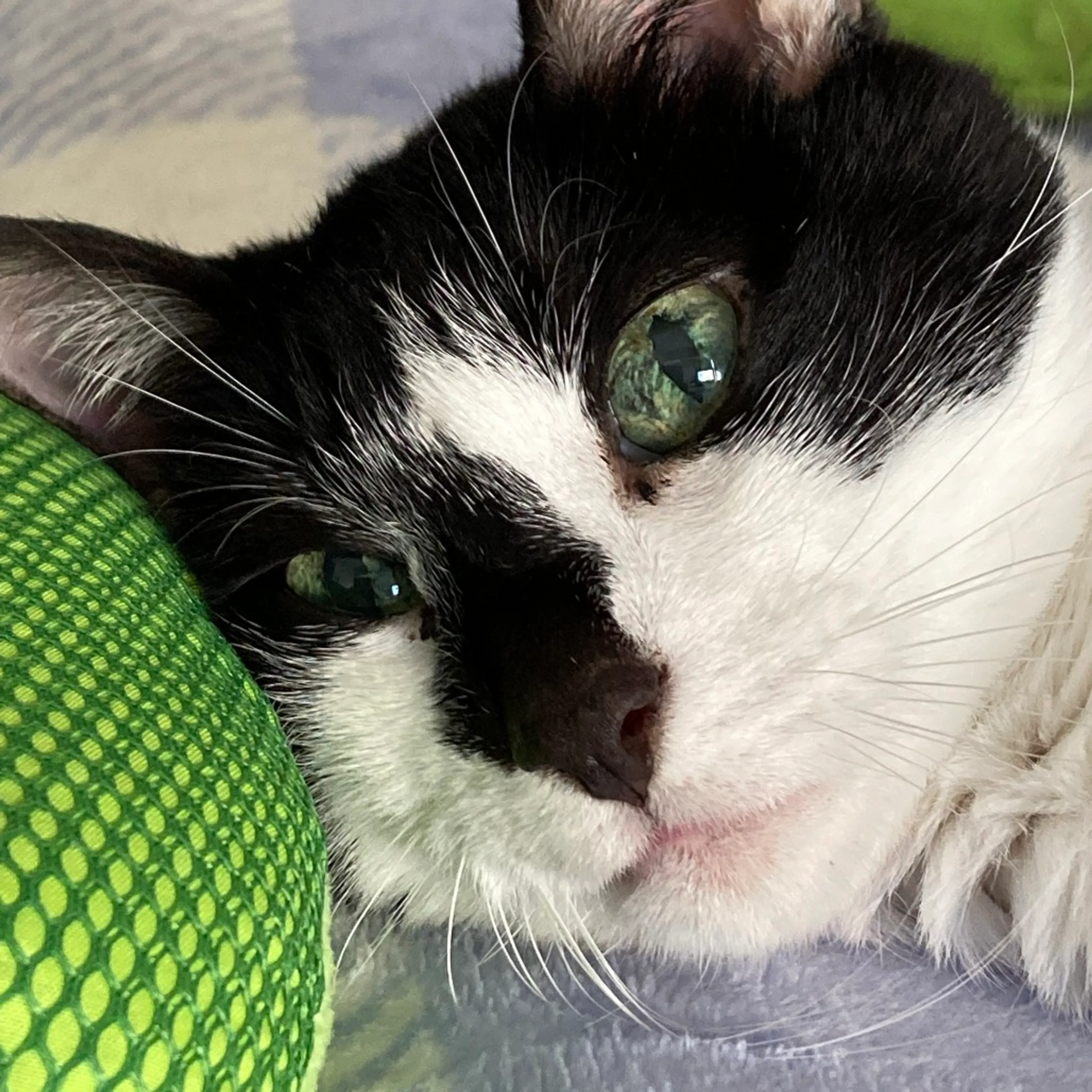 Found pet-4