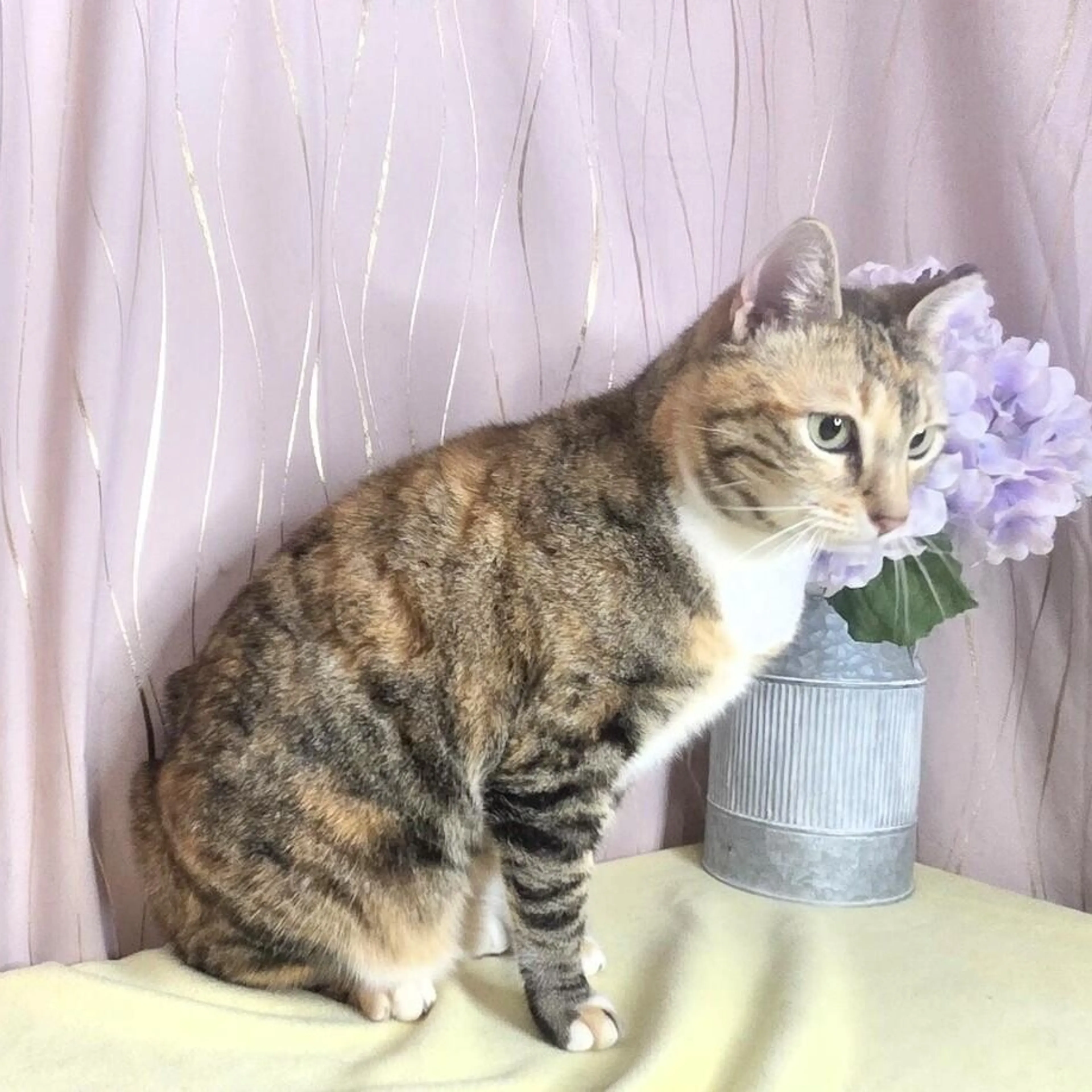 Found pet-4