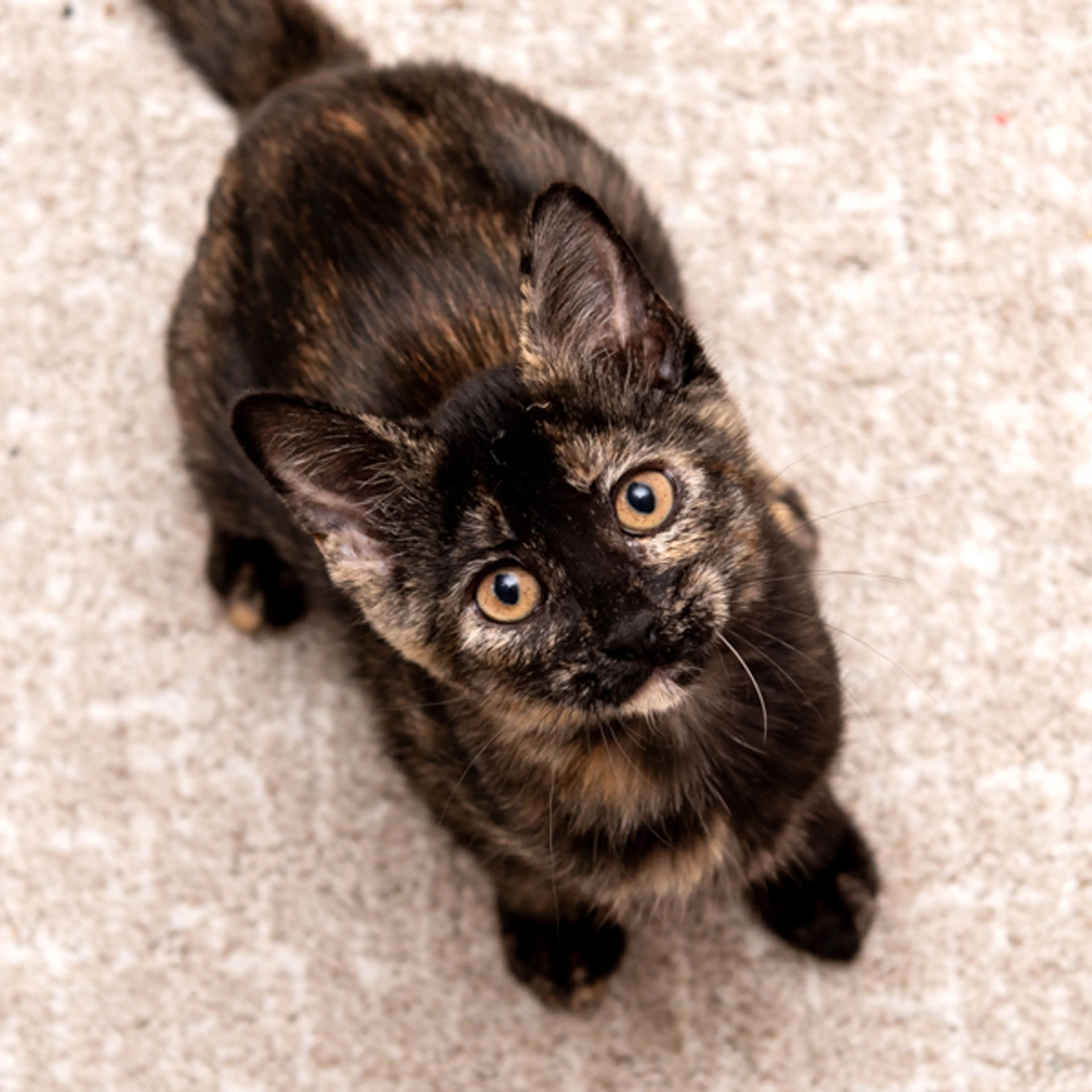Found pet-2