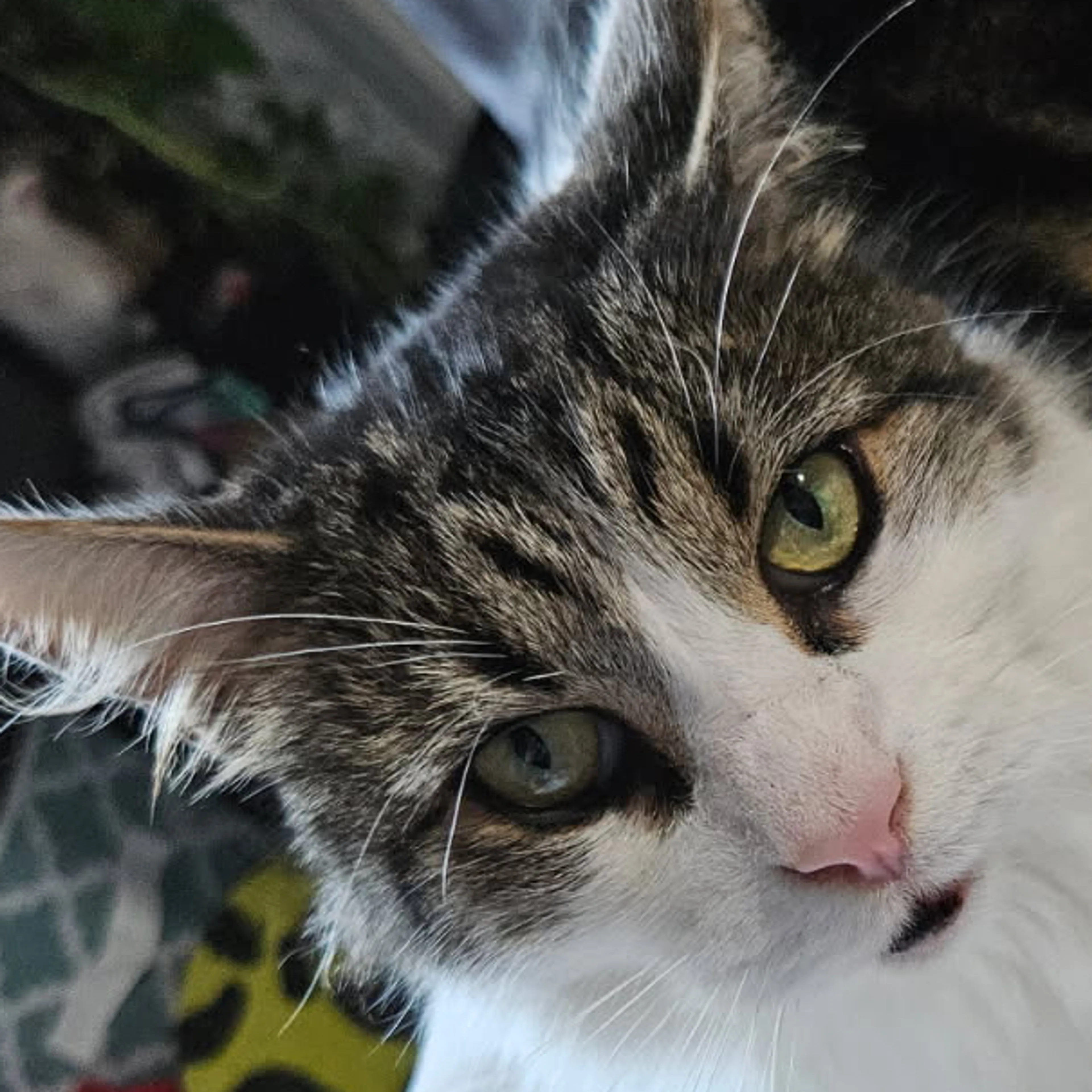 Lost pet-2