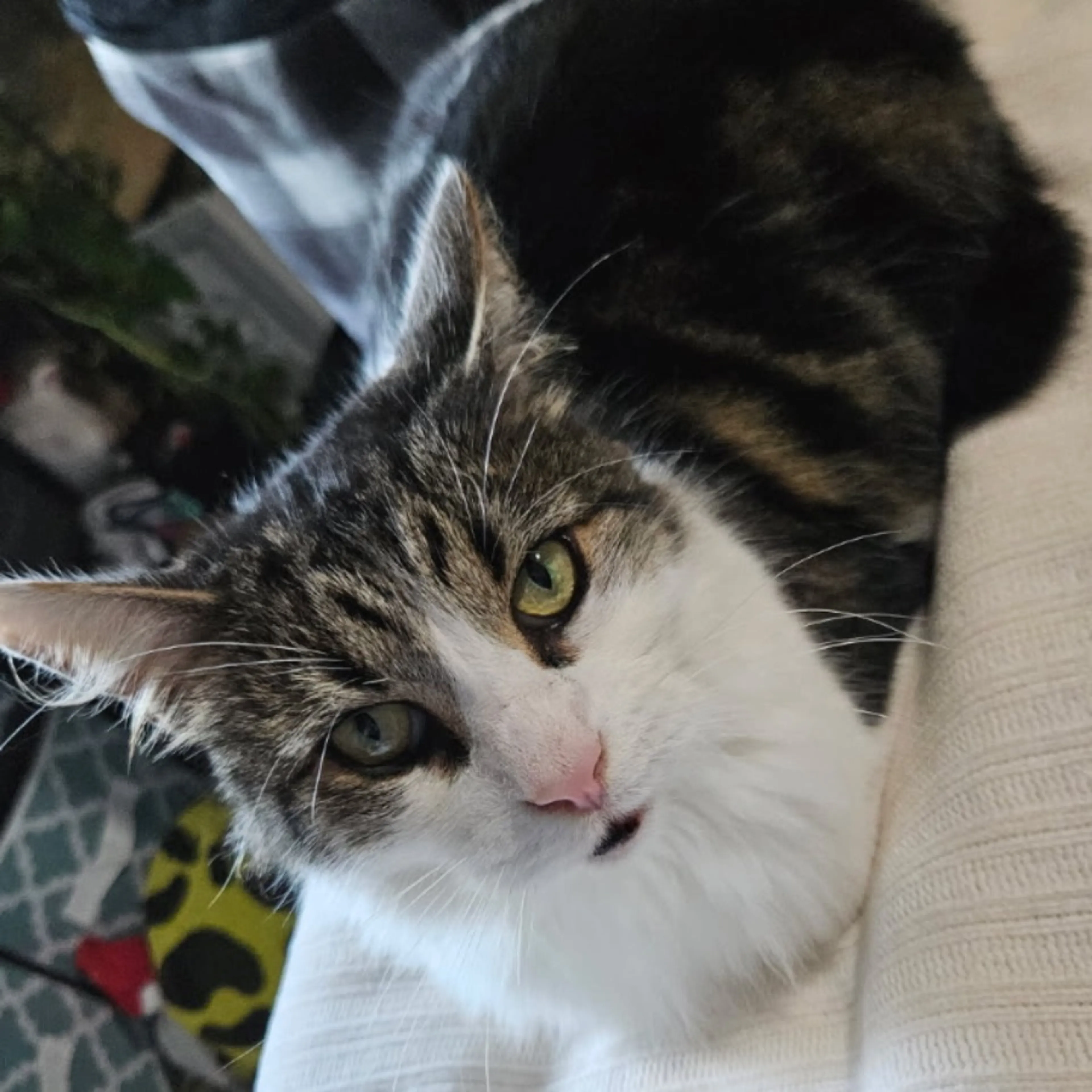 Lost pet-0