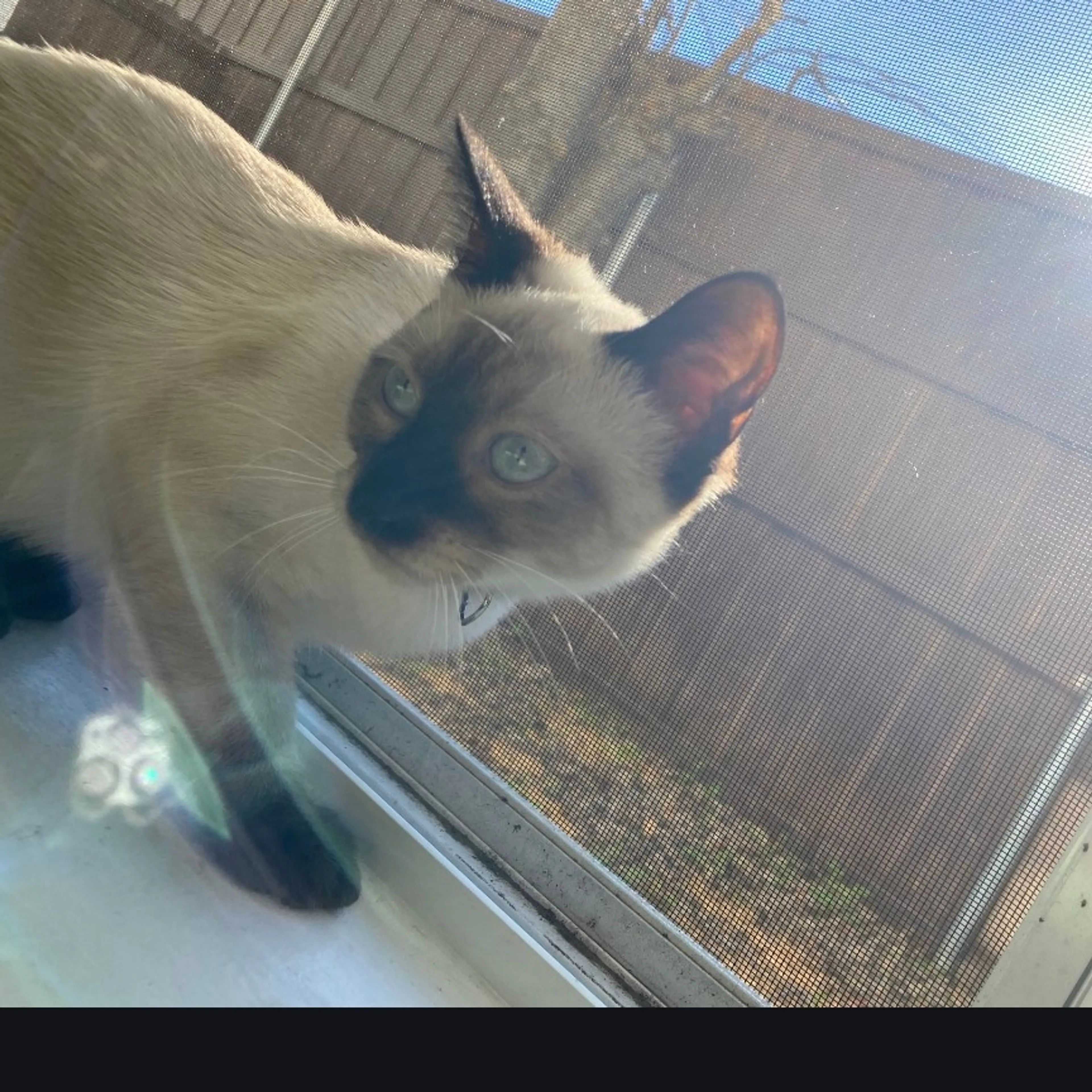 Lost pet-3