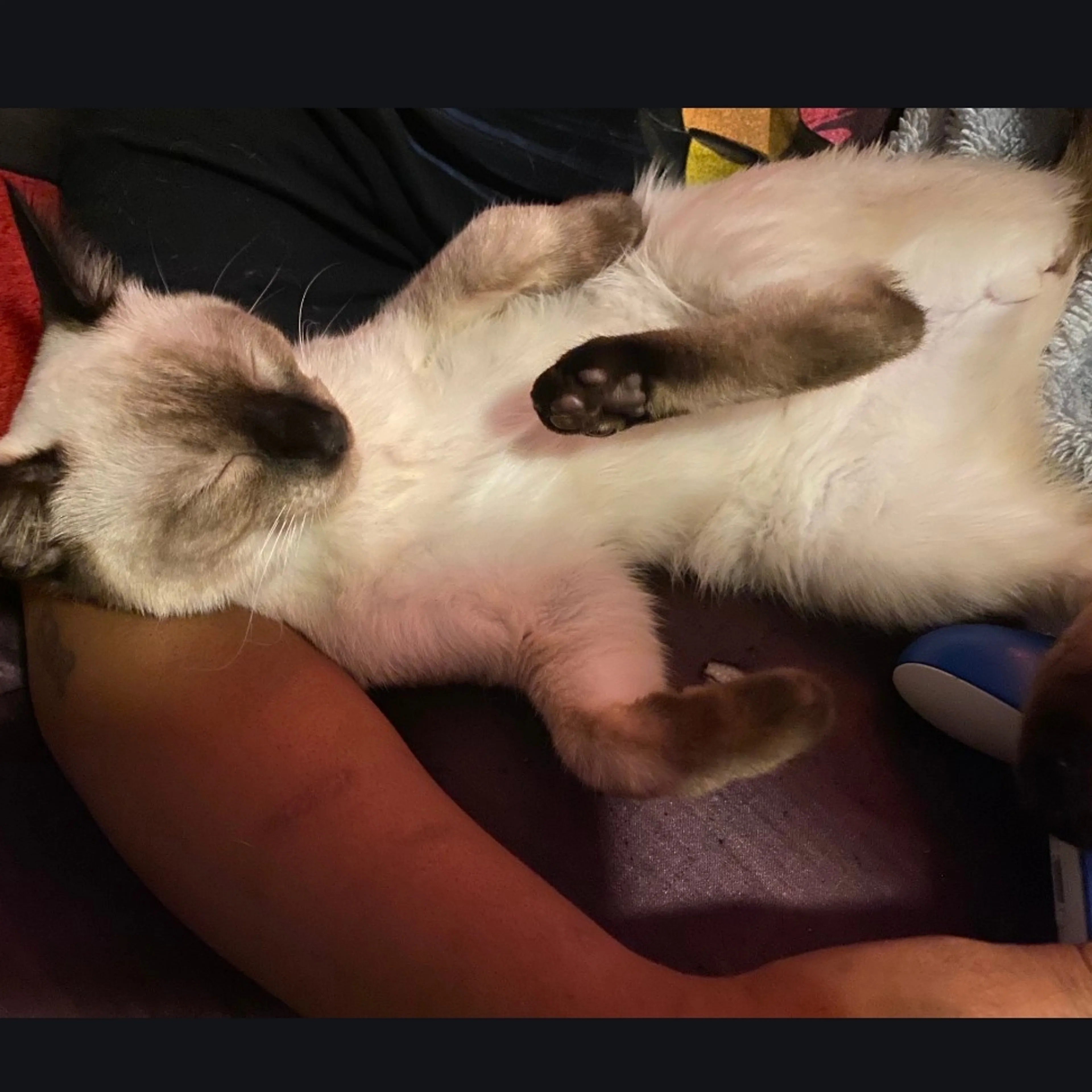 Lost pet-1