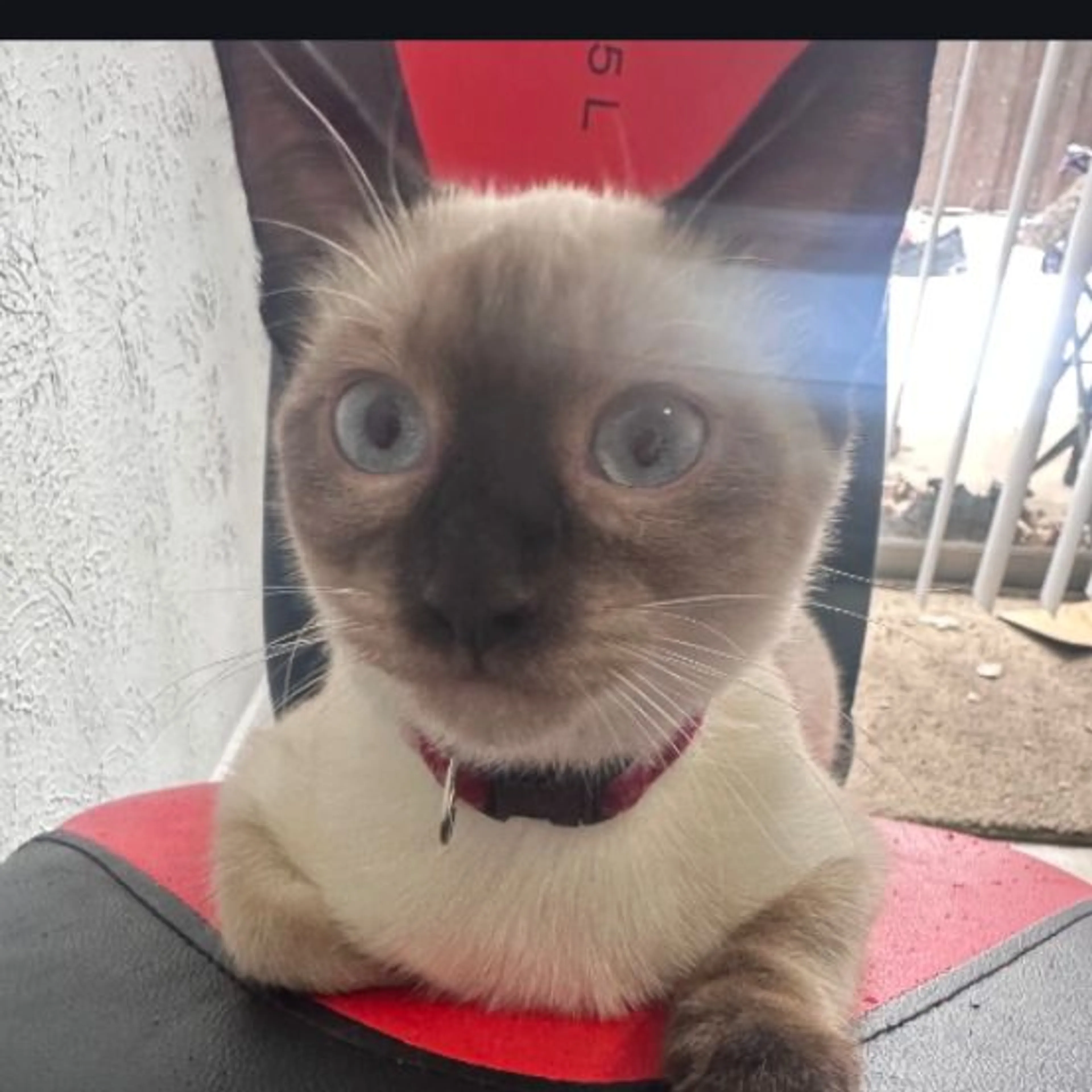 Lost pet-0