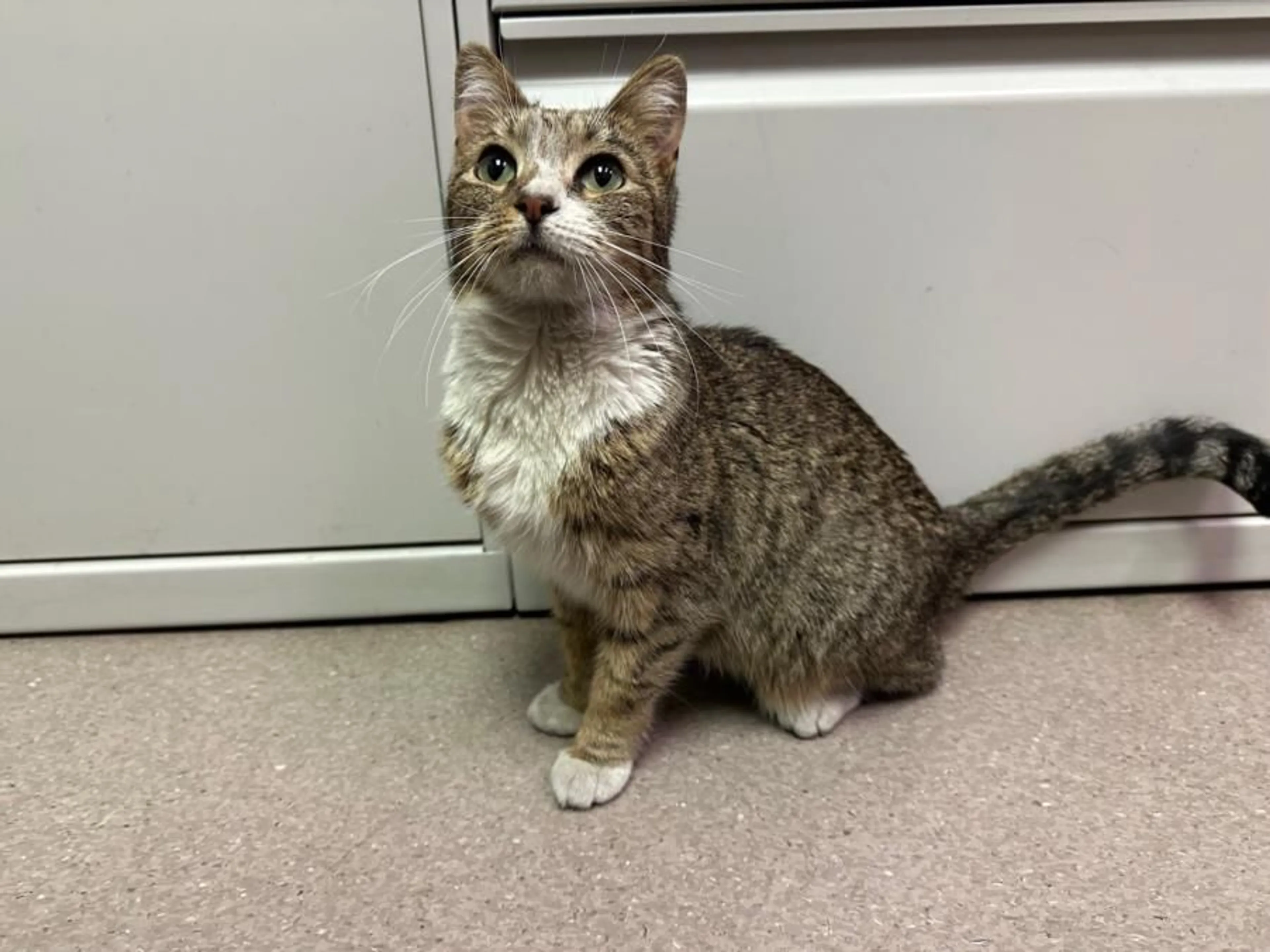 Found pet