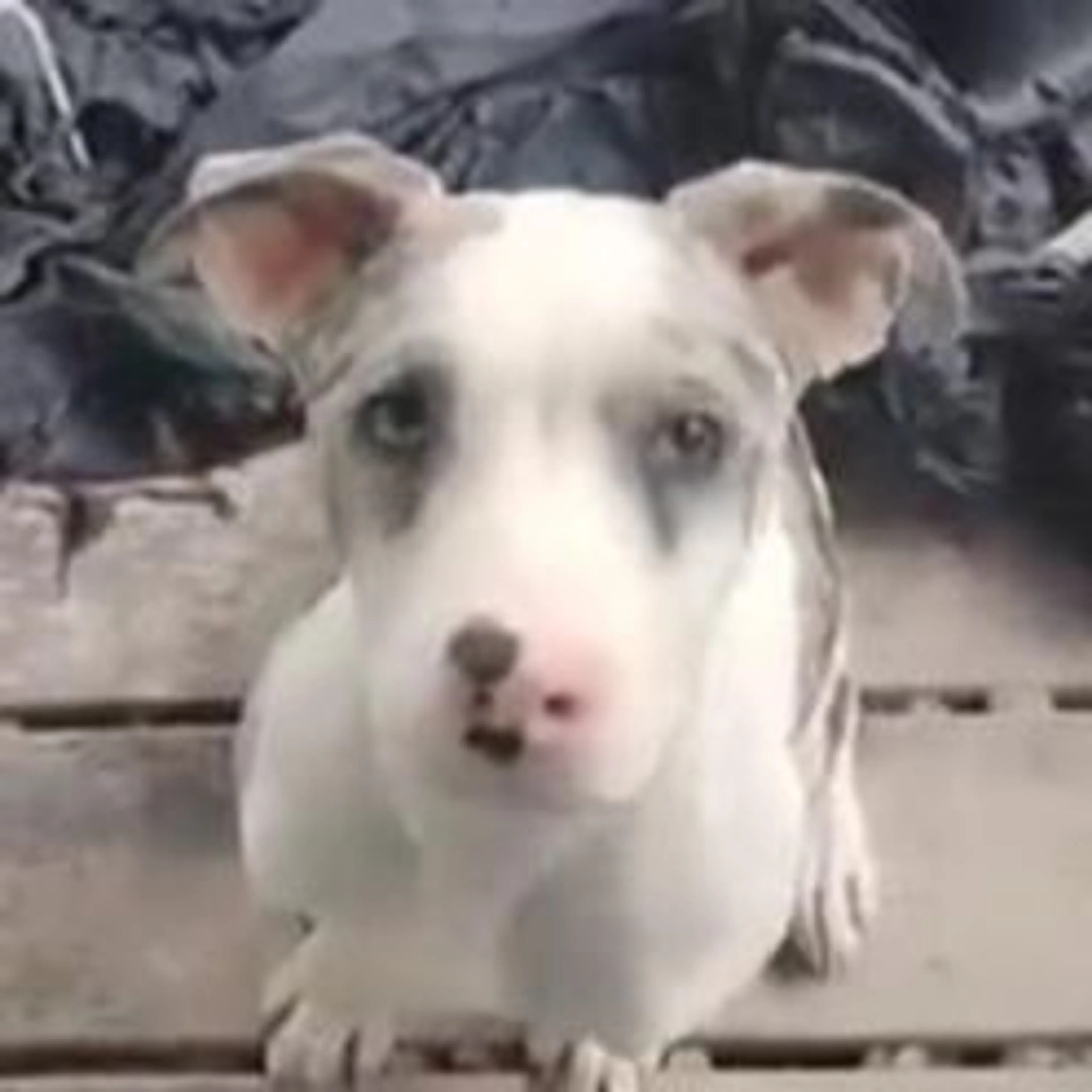 Lost pet