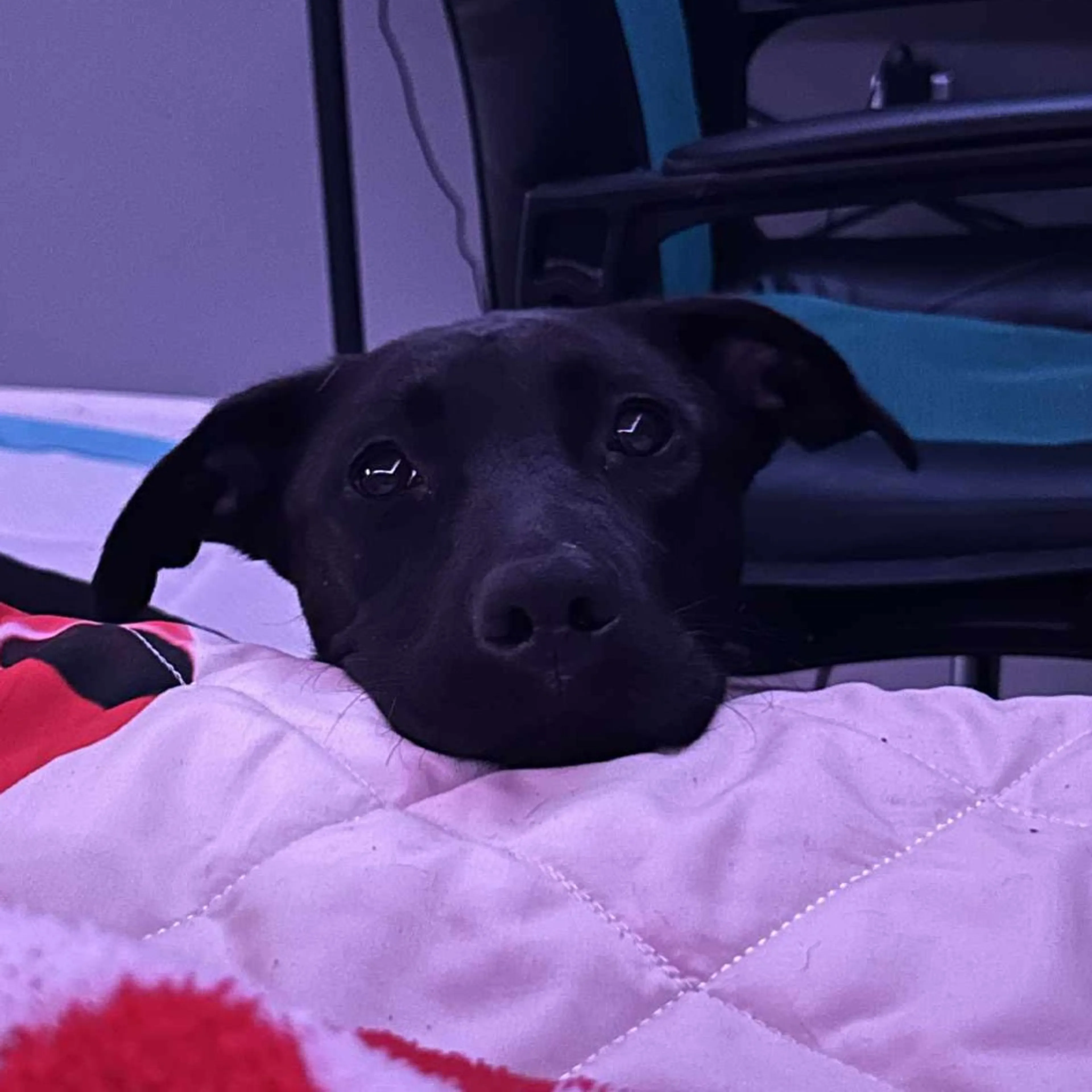 Found pet-1