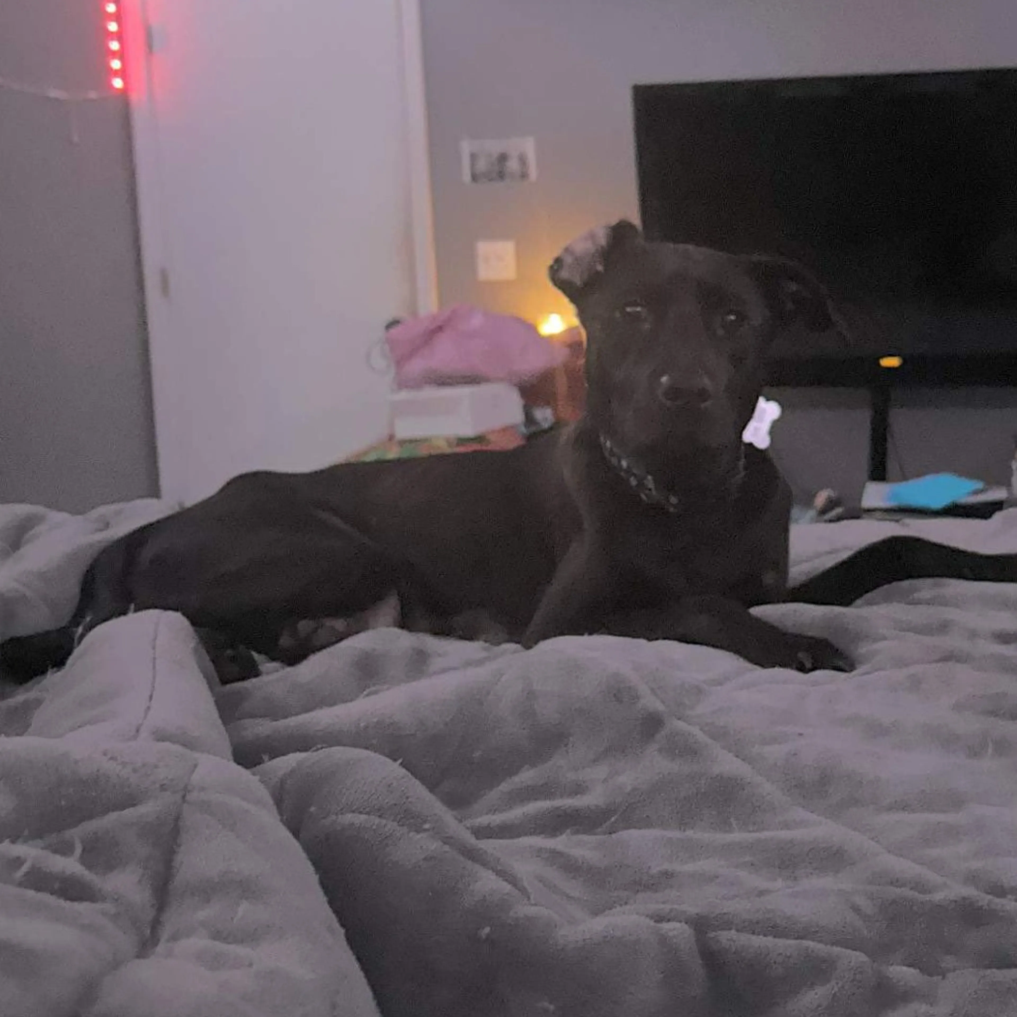 Found pet-2