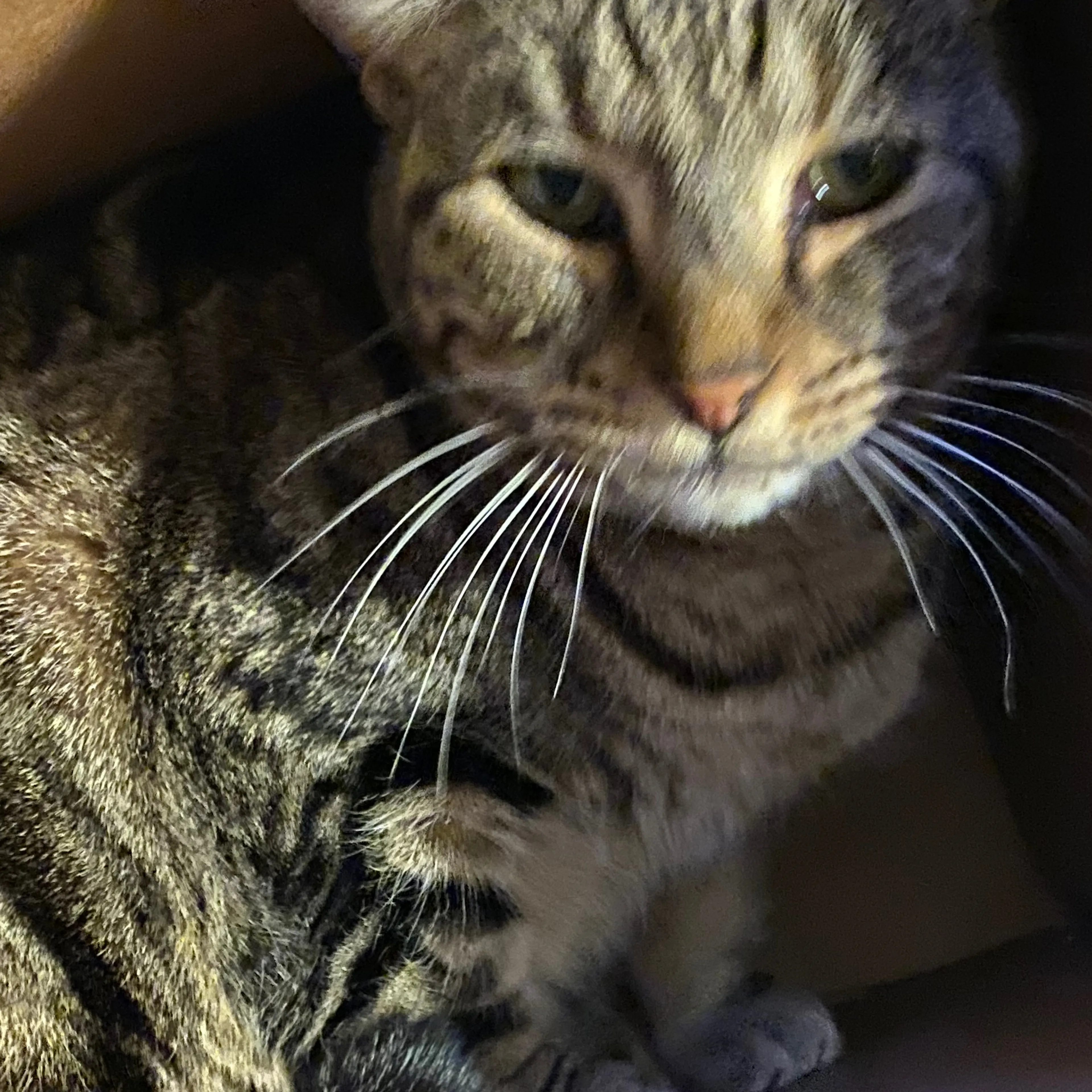 Lost pet-1