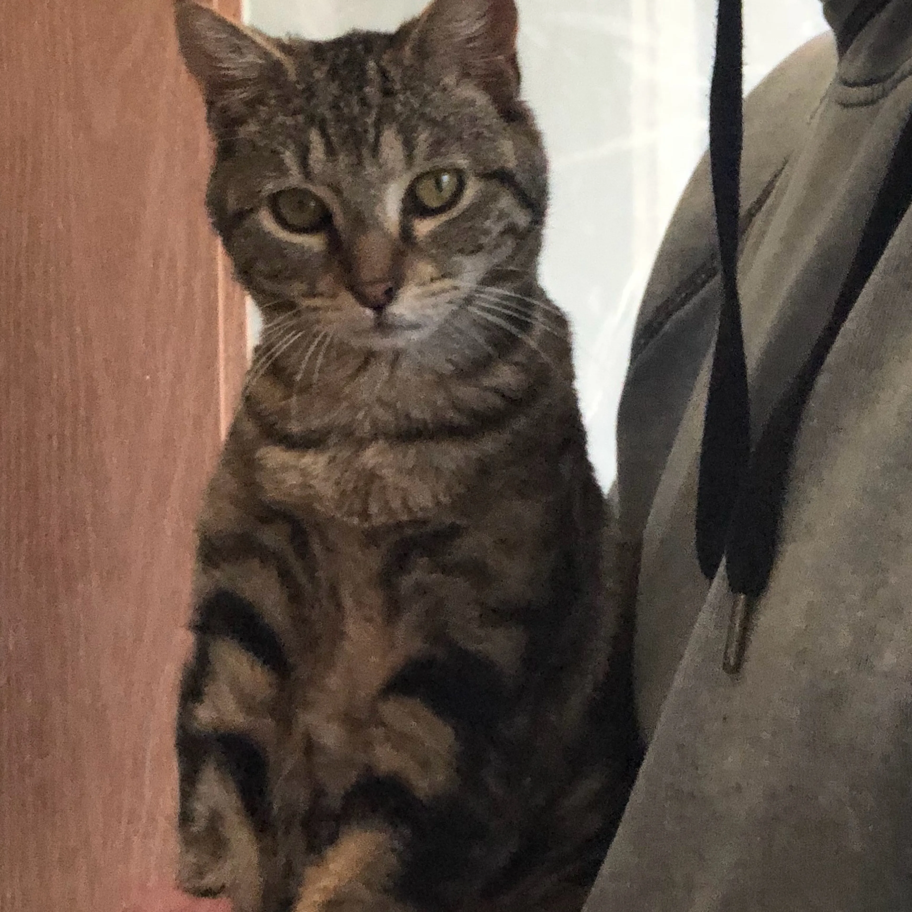 Lost pet-2